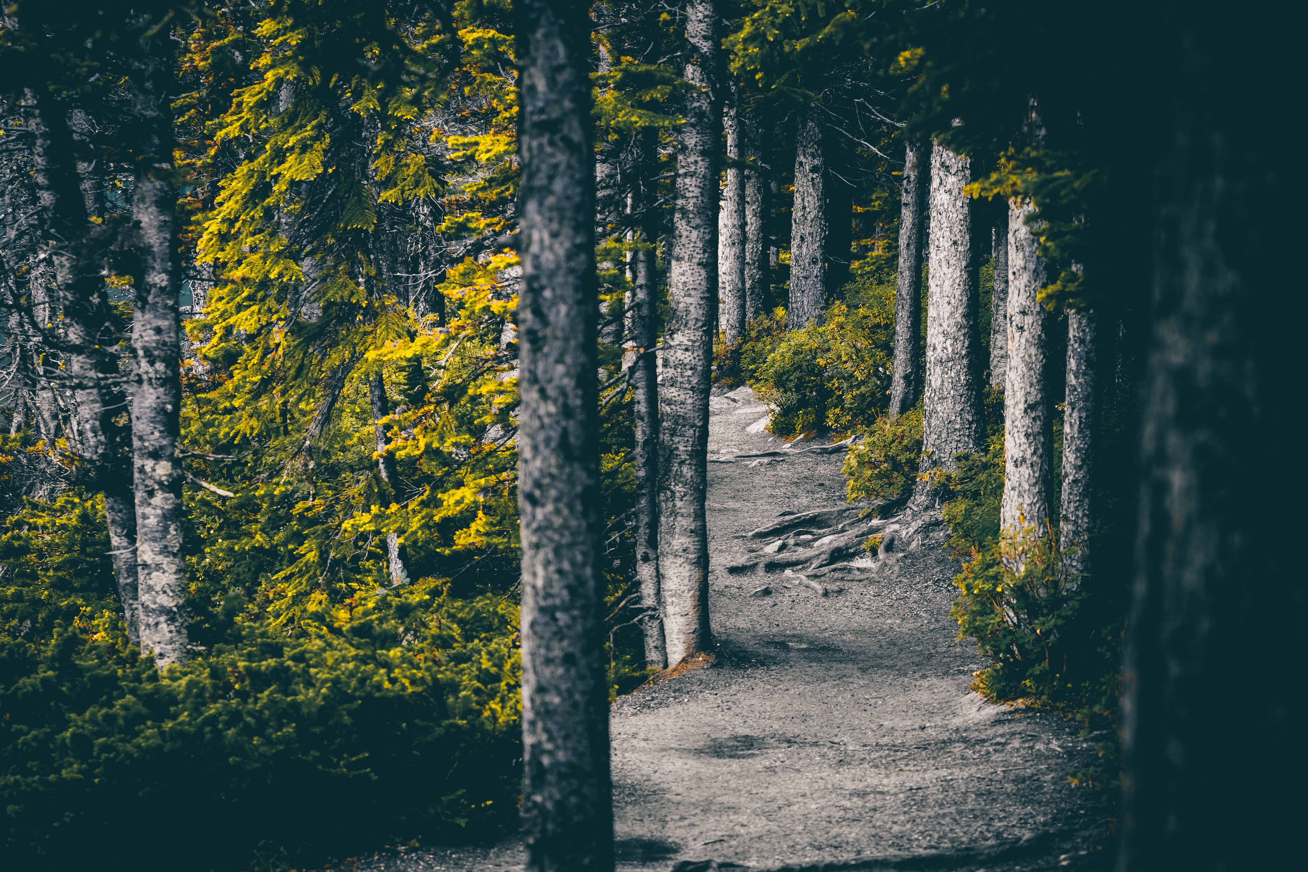 Free download wallpaper Nature, Trees, Path, Forest on your PC desktop