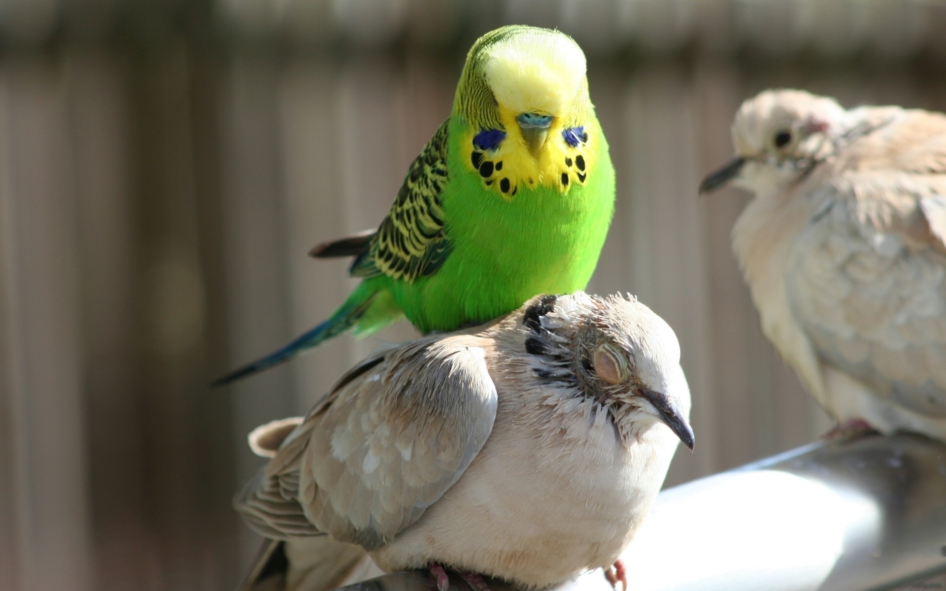 Laden Sie das Tiere, Vögel, Papageien-Bild kostenlos auf Ihren PC-Desktop herunter