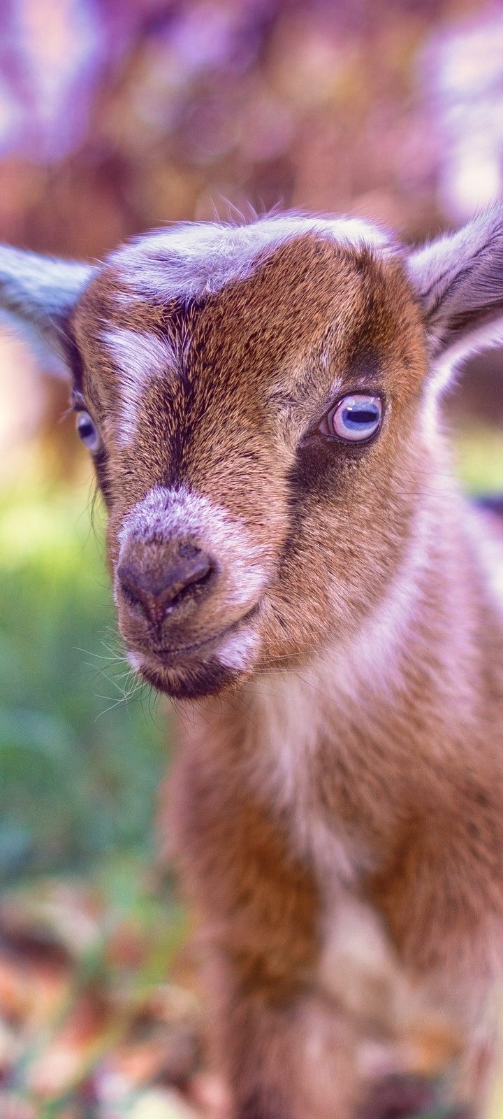 Download mobile wallpaper Animal, Goat for free.