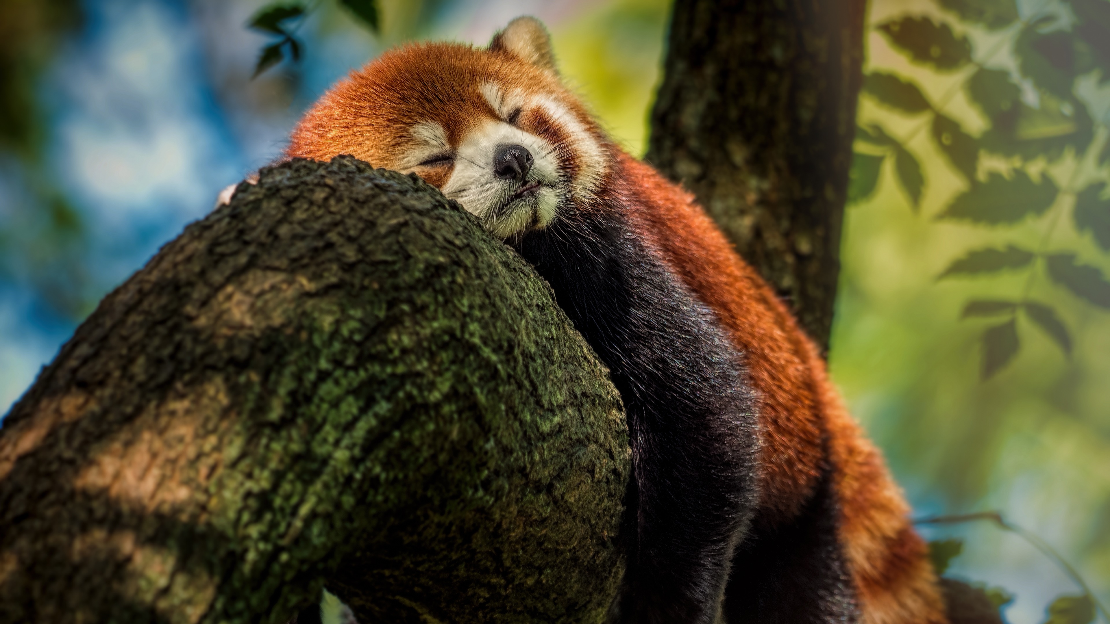 Descarga gratuita de fondo de pantalla para móvil de Animales, Lindo, Dormido, Panda Rojo.