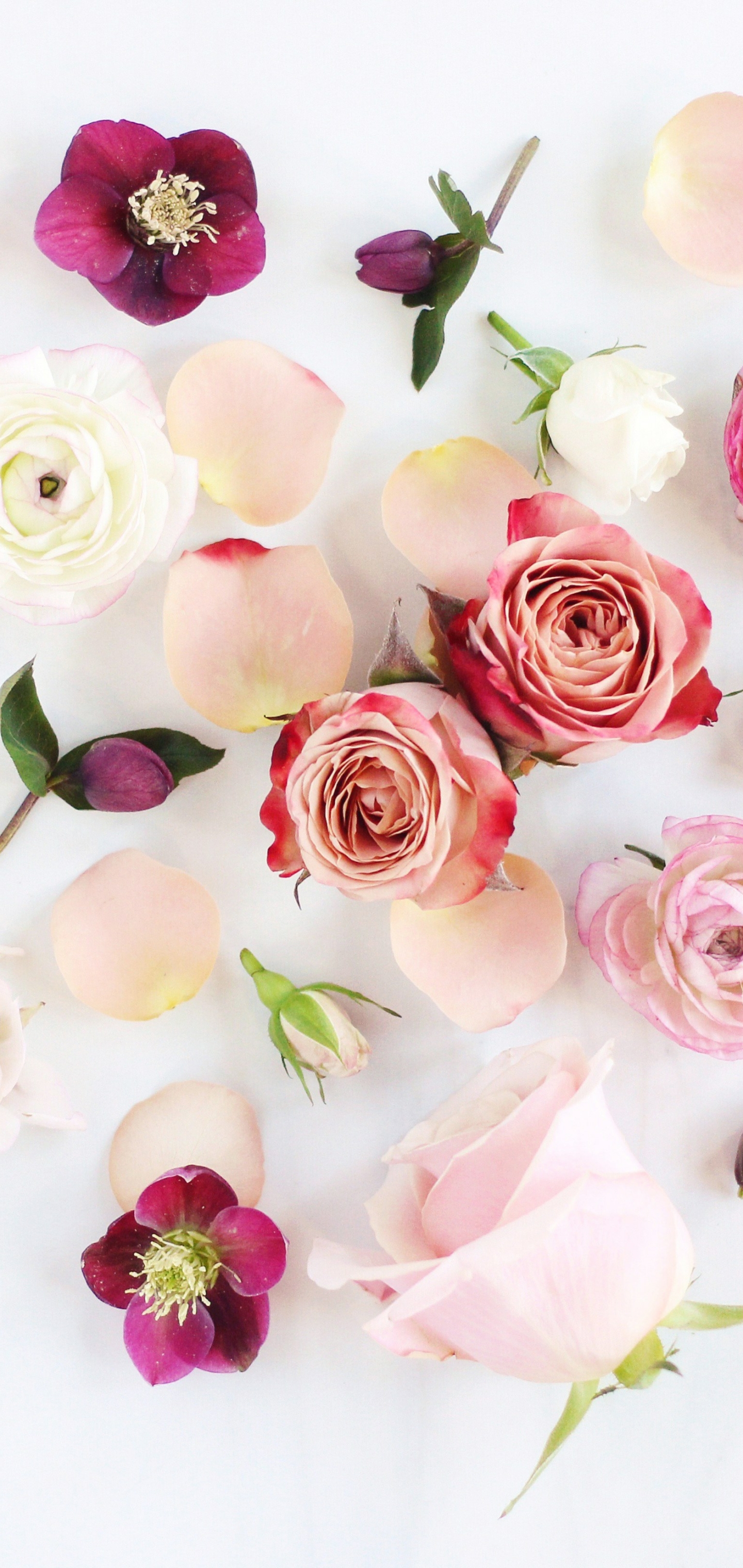 Laden Sie das Blumen, Blume, Rose, Pfingstrose, Anemone, Weiße Blume, Künstlerisch, Pinke Blume, Windröschen-Bild kostenlos auf Ihren PC-Desktop herunter