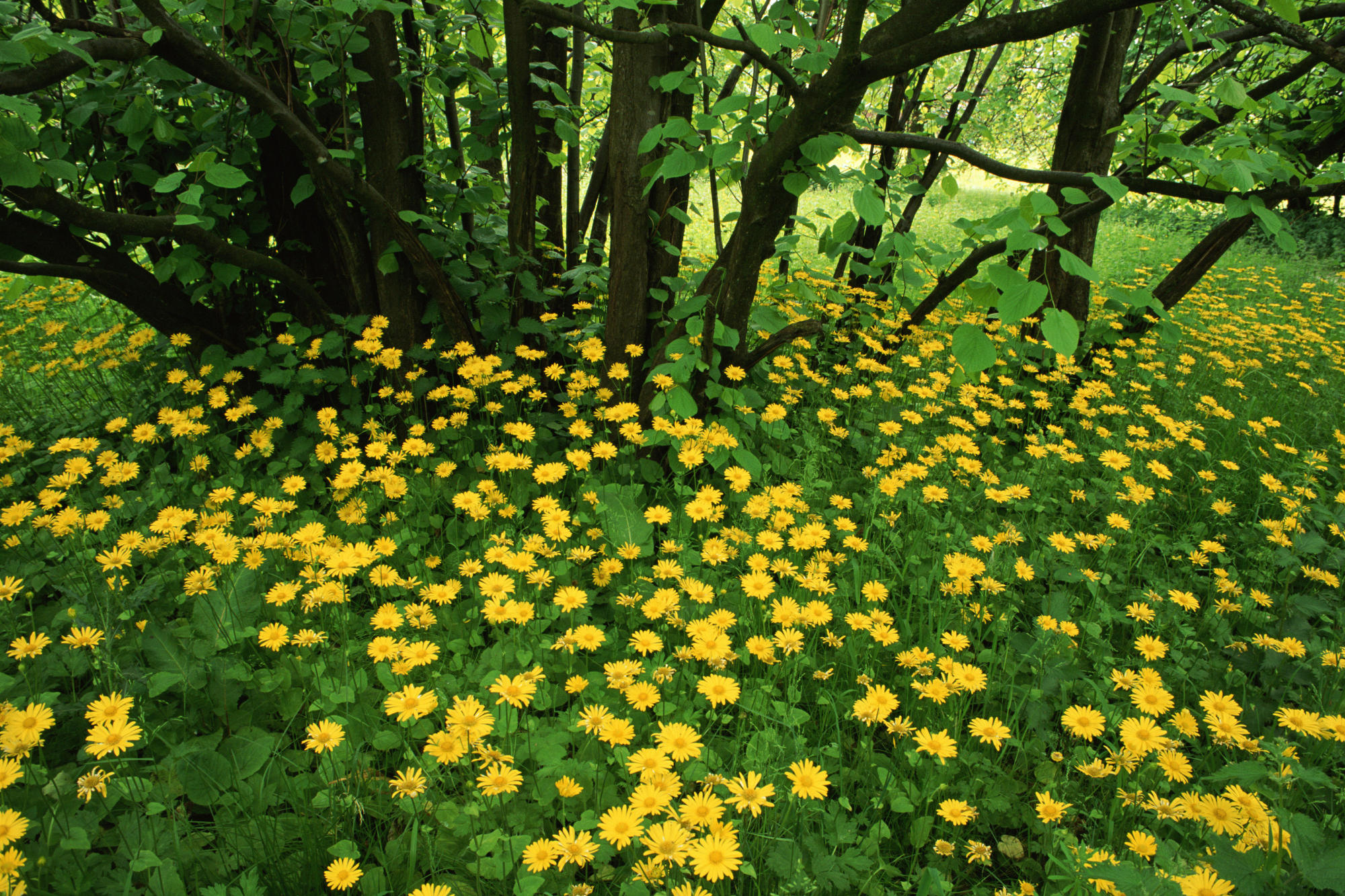 Laden Sie das Blume, Frühling, Gänseblümchen, Gras, Gelbe Blume, Erde/natur-Bild kostenlos auf Ihren PC-Desktop herunter