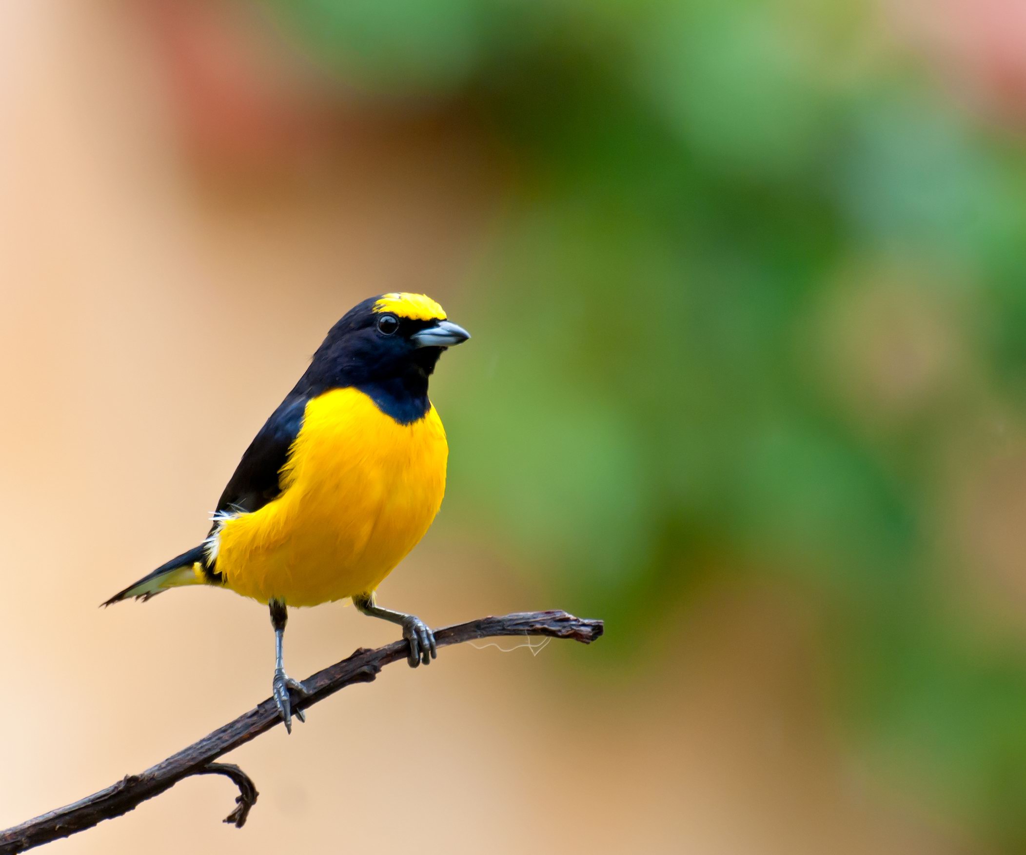 Download mobile wallpaper Scrub Euphonia, Bird, Birds, Animal for free.
