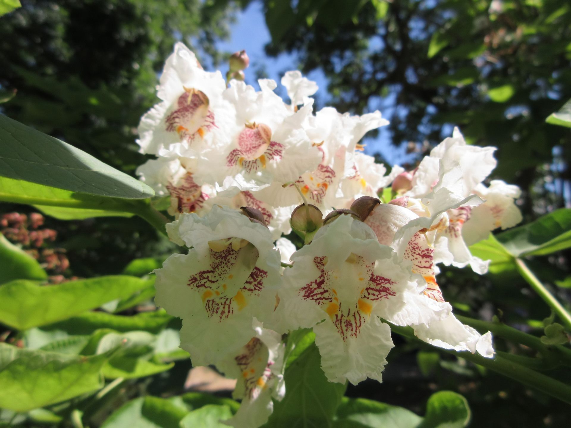 Descarga gratis la imagen Flores, Flor, Tierra/naturaleza en el escritorio de tu PC