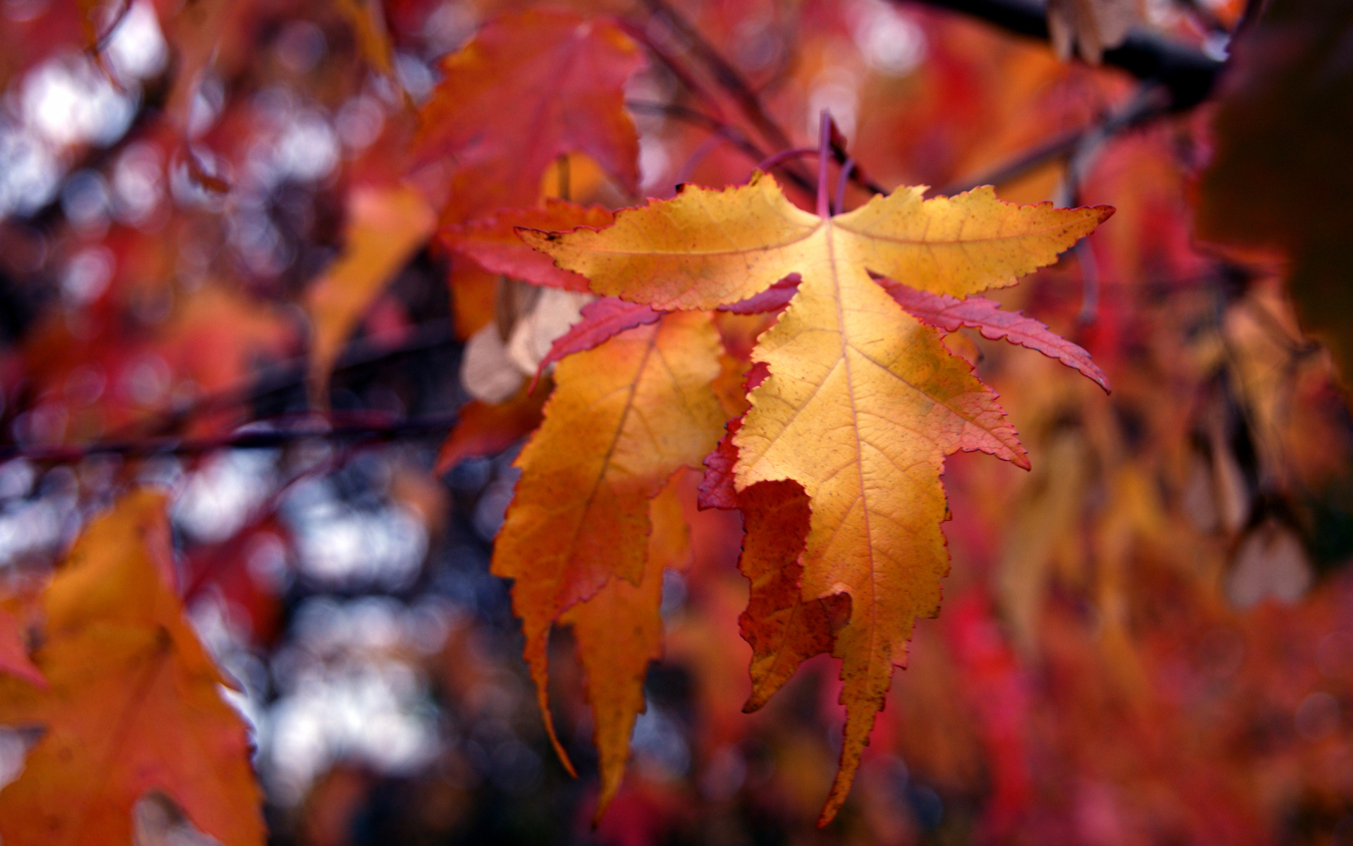 PCデスクトップに自然, 秋, 葉, 地球, シーズン画像を無料でダウンロード