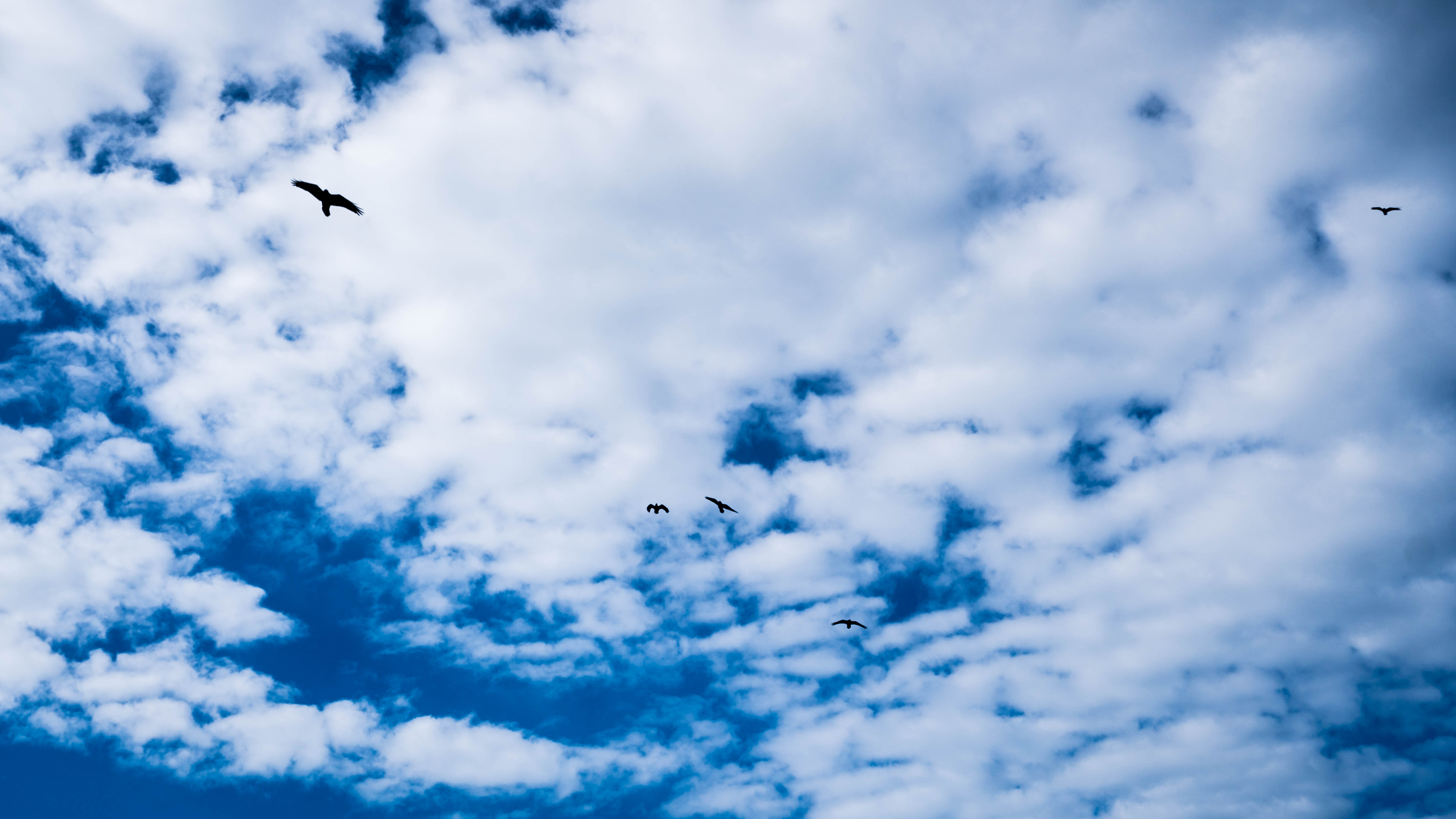 Baixe gratuitamente a imagem Natureza, Céu, Nuvens, Pássaro na área de trabalho do seu PC