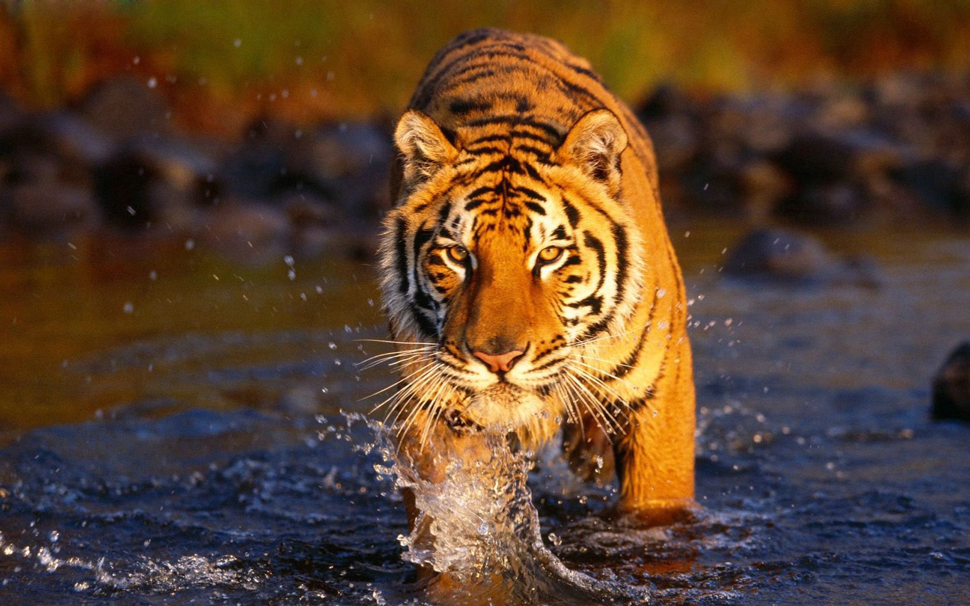 84311 descargar fondo de pantalla gato grande, animales, agua, rociar, depredador, tigre: protectores de pantalla e imágenes gratis