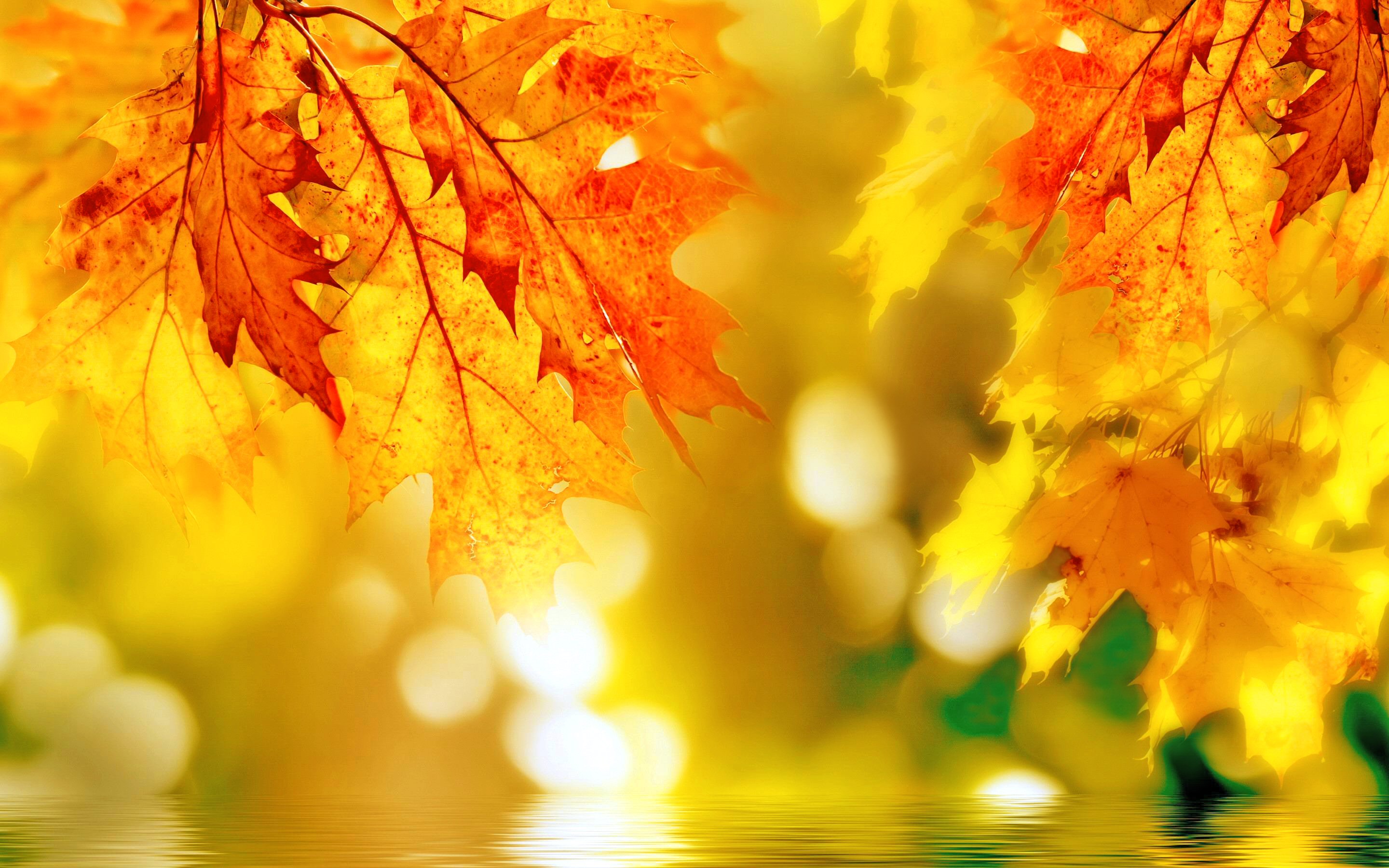 664260 télécharger le fond d'écran automne, feuille, terre/nature, bokeh, la nature - économiseurs d'écran et images gratuitement