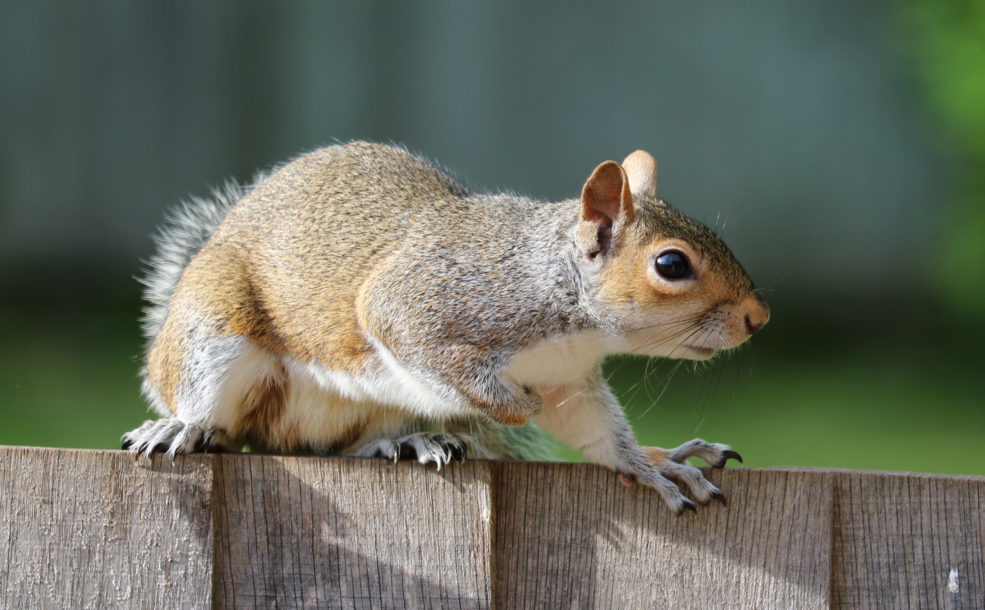 Download mobile wallpaper Fright, Animals, Fence, Animal, Squirrel for free.