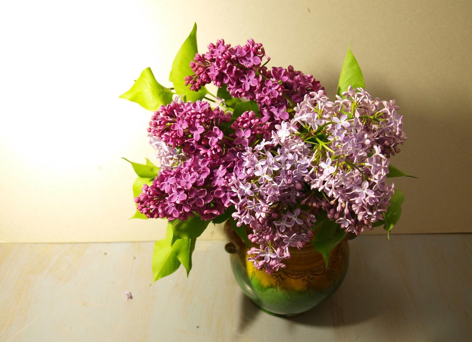 Laden Sie das Blätter, Lilac, Vase, Blumen, Frühling-Bild kostenlos auf Ihren PC-Desktop herunter