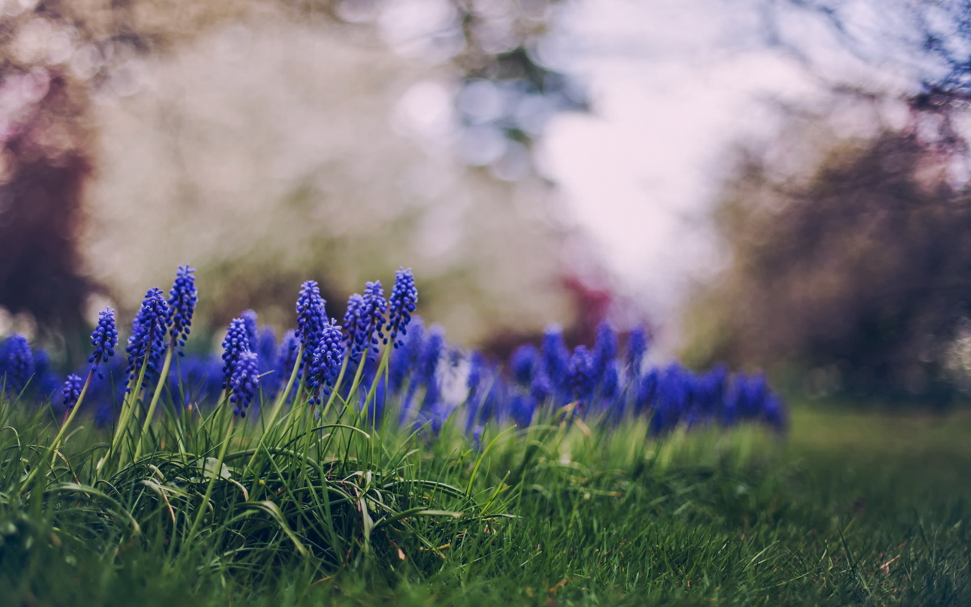 Téléchargez des papiers peints mobile Fleur, Terre/nature gratuitement.