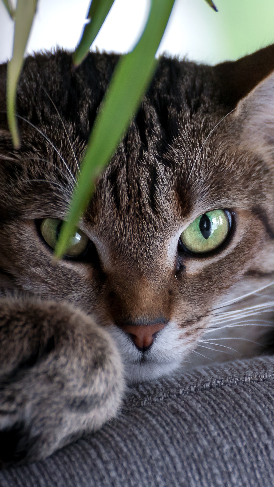 Handy-Wallpaper Tiere, Katzen, Katze, Starren kostenlos herunterladen.