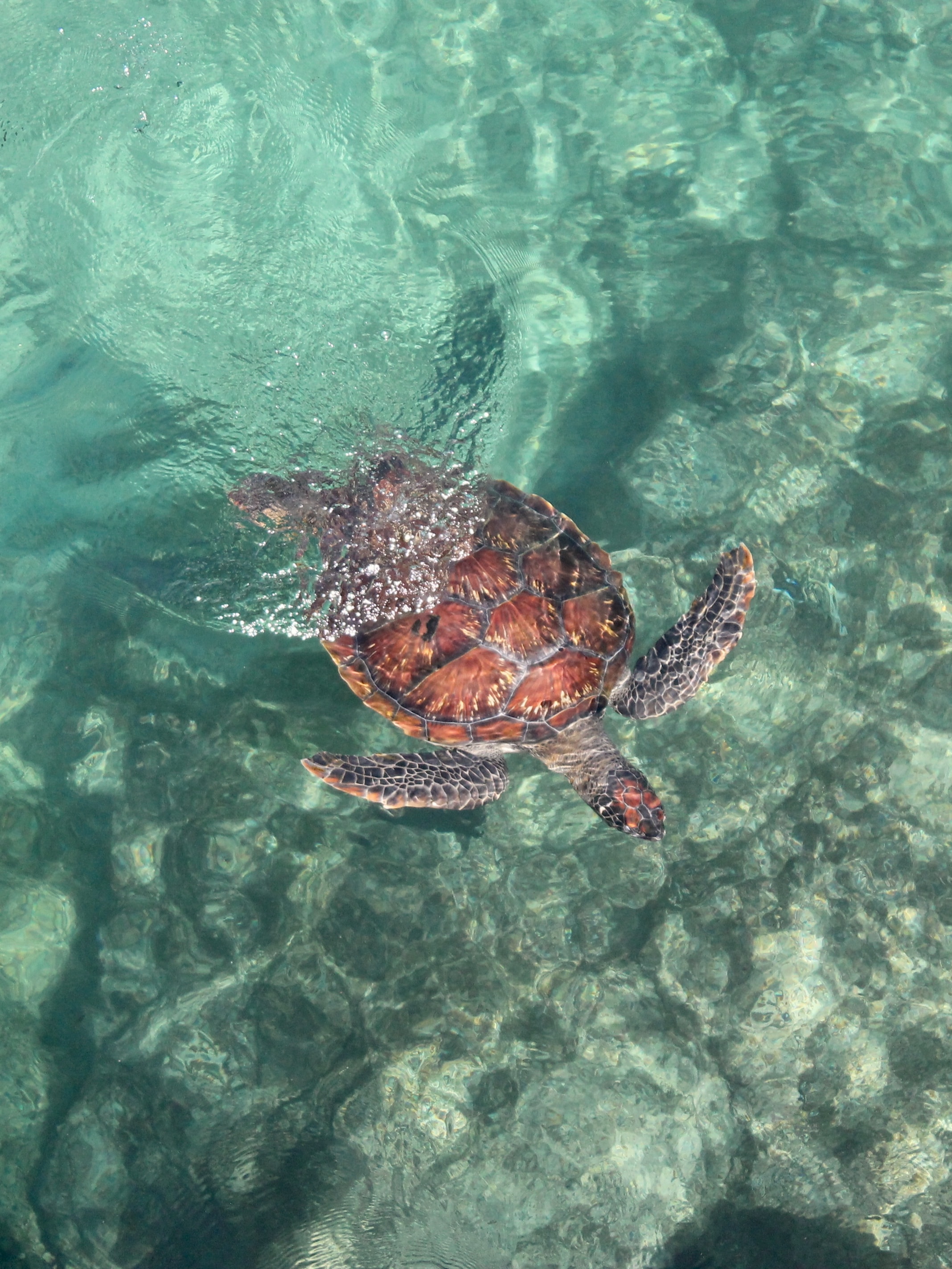 turtle, animals, water, sea, to swim, swim Phone Background