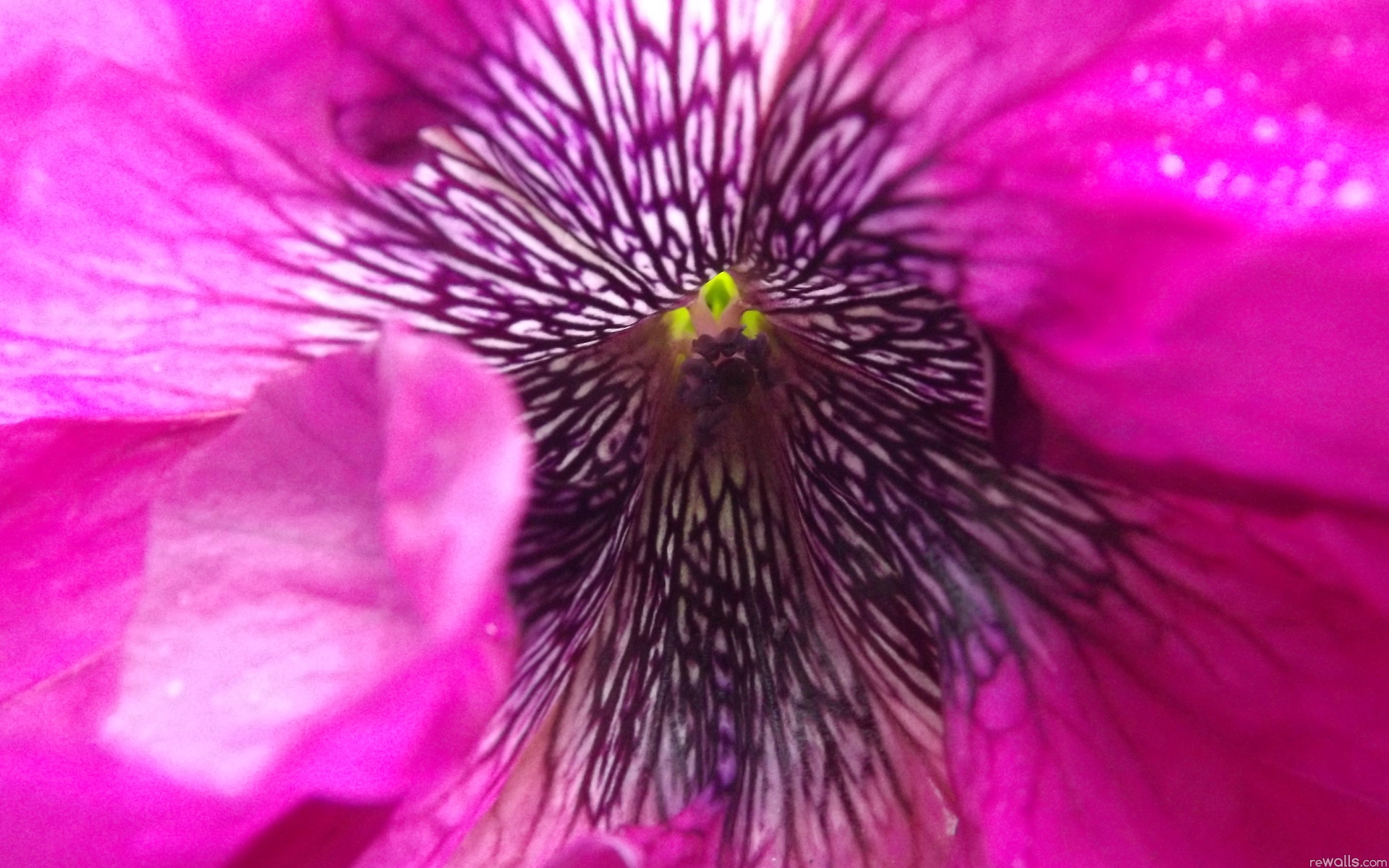 Téléchargez des papiers peints mobile Fleurs, Fleur, Terre/nature gratuitement.