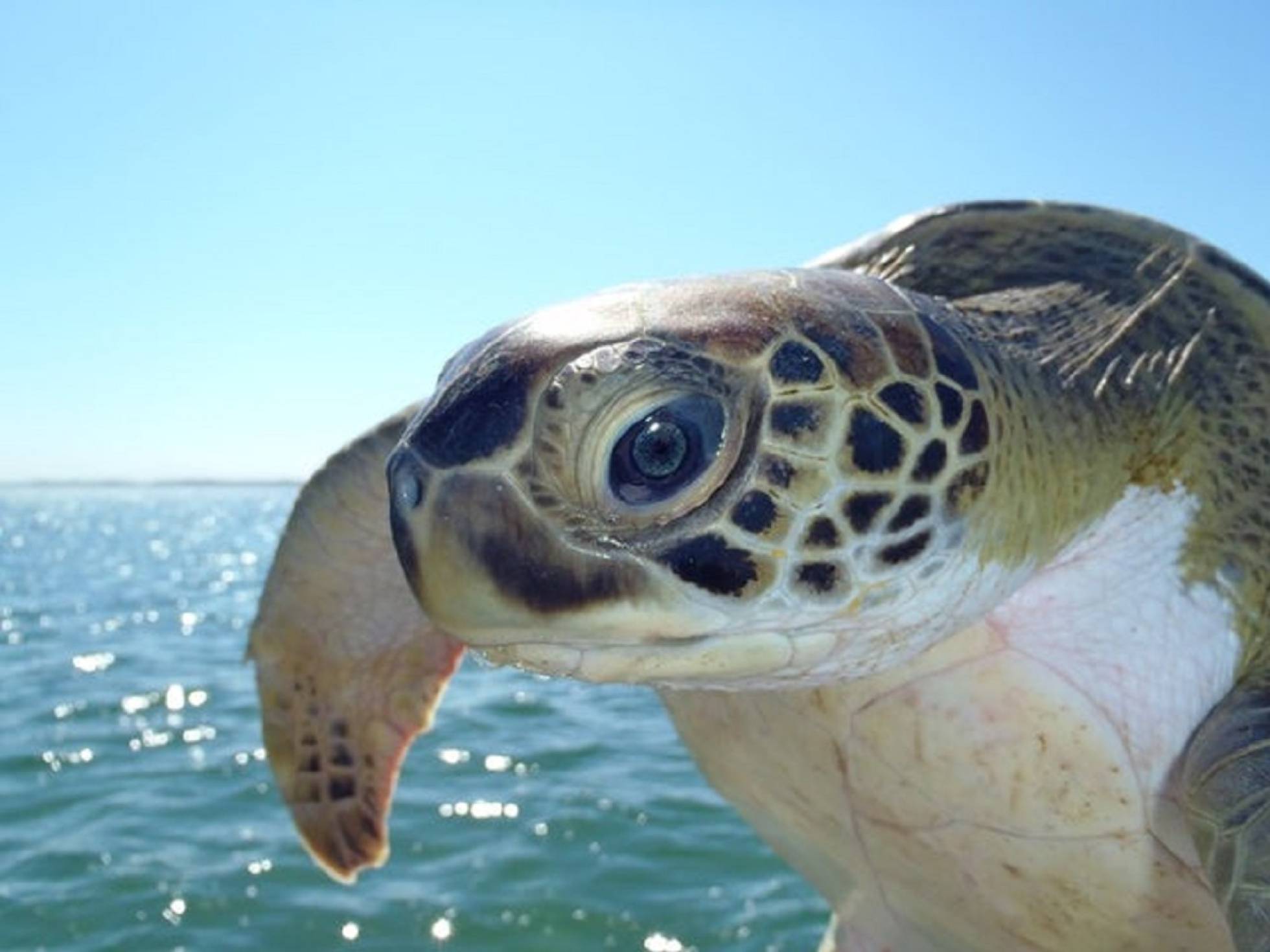 無料モバイル壁紙動物, 水, カメ, 海をダウンロードします。