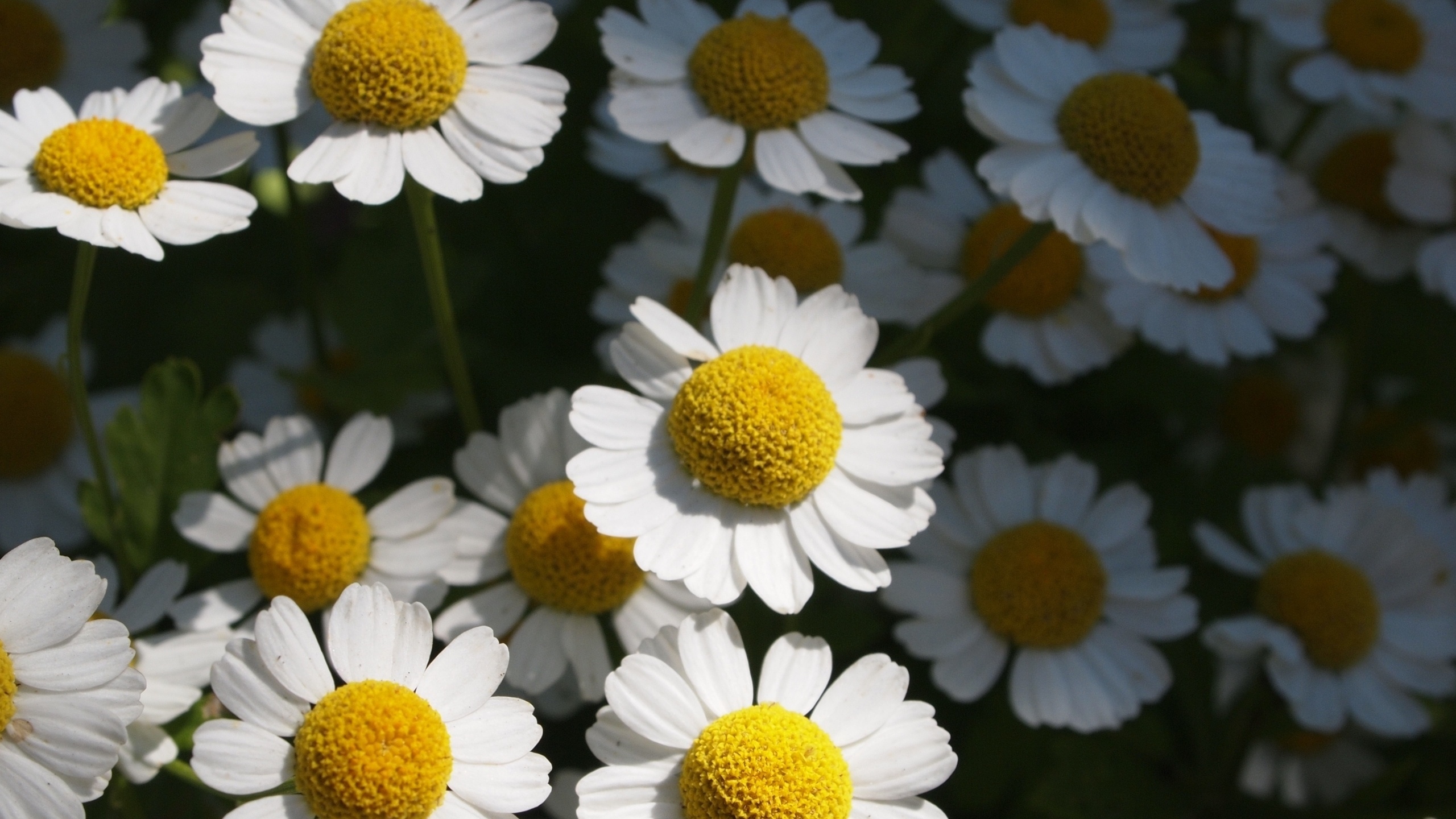 Téléchargez gratuitement l'image Fleurs, Fleur, Terre/nature sur le bureau de votre PC