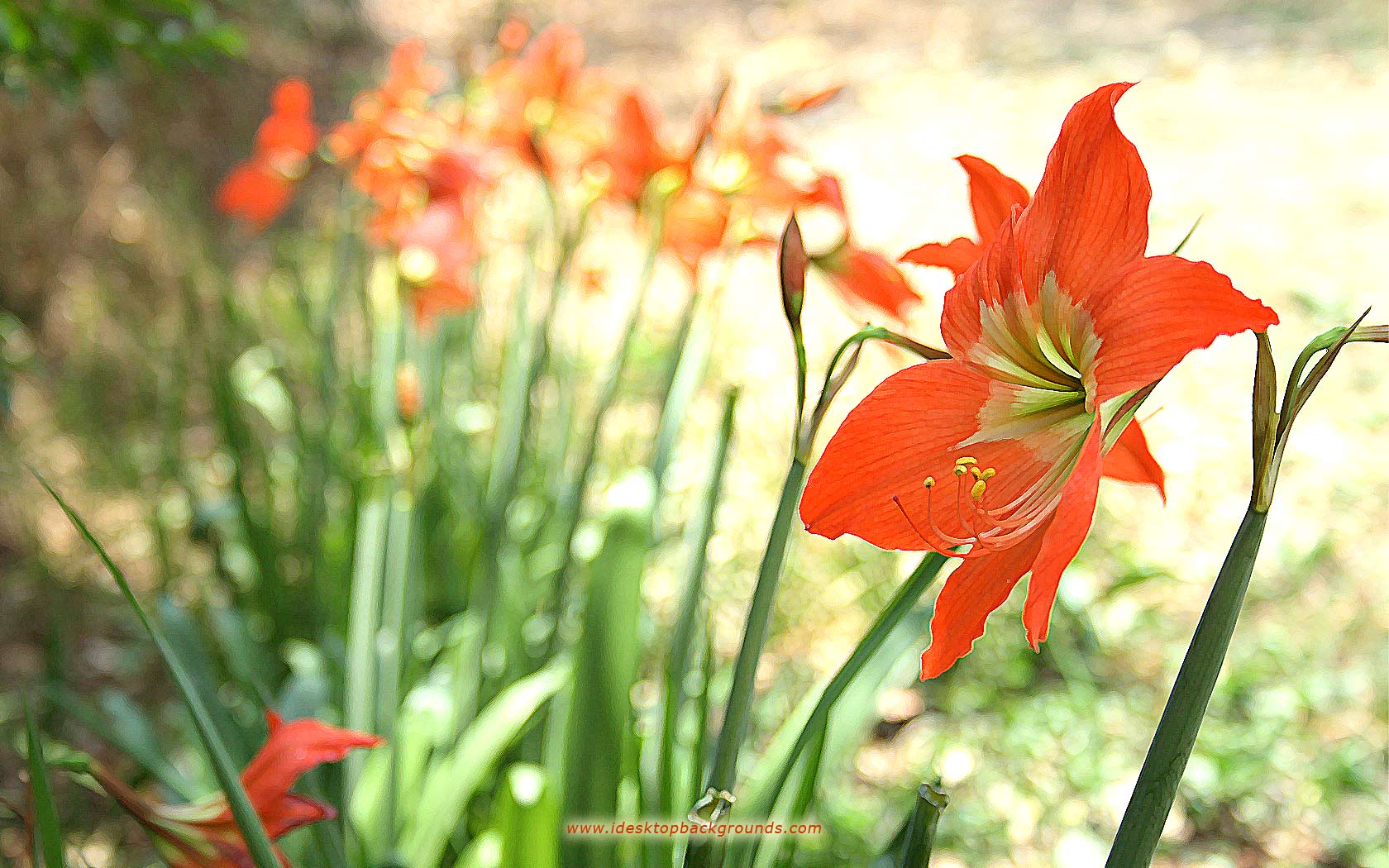 Baixar papel de parede para celular de Flores, Flor, Terra/natureza gratuito.