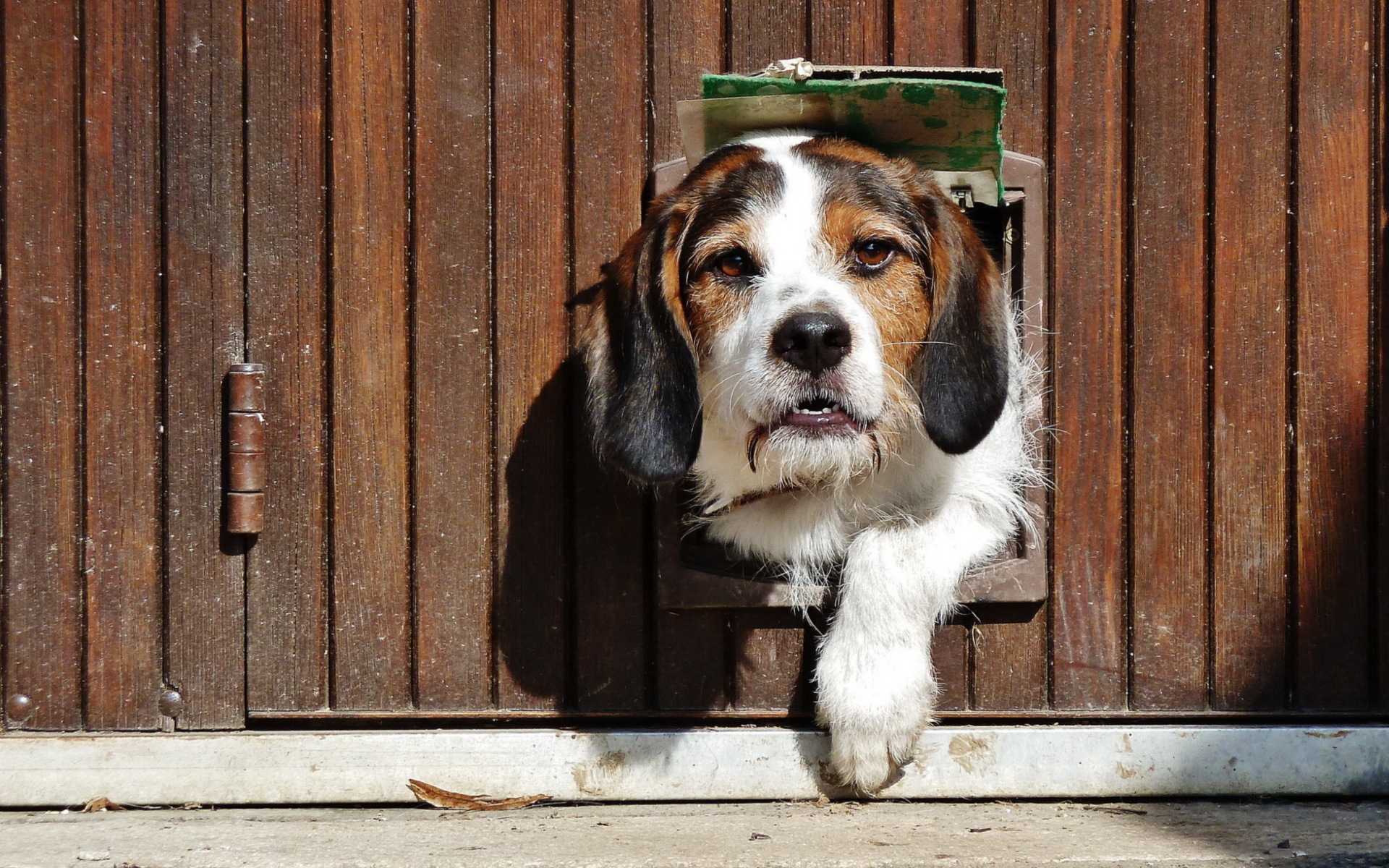 Download mobile wallpaper Dog, Animal for free.