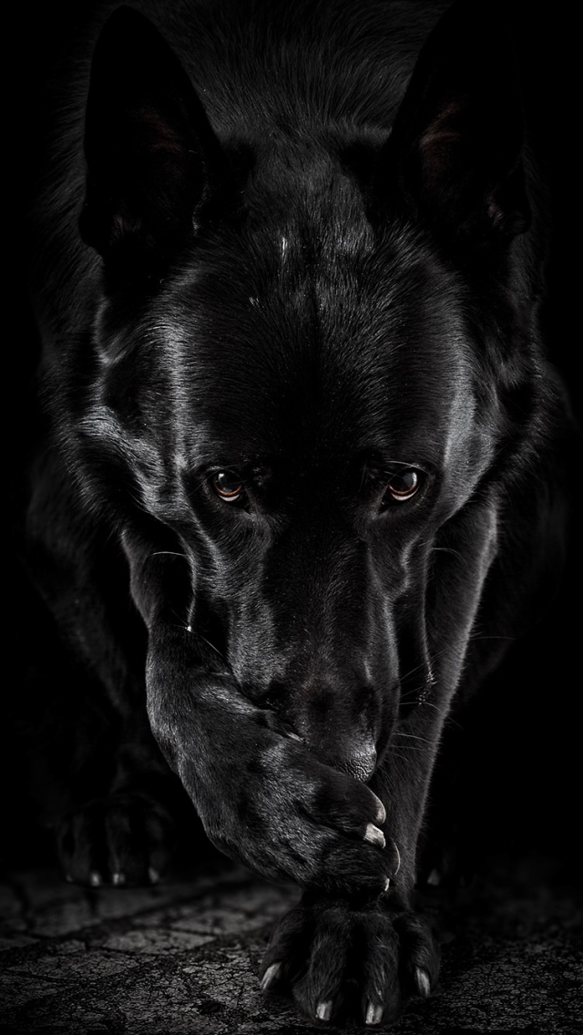 Download mobile wallpaper Dogs, Dog, Animal, German Shepherd, Black & White for free.