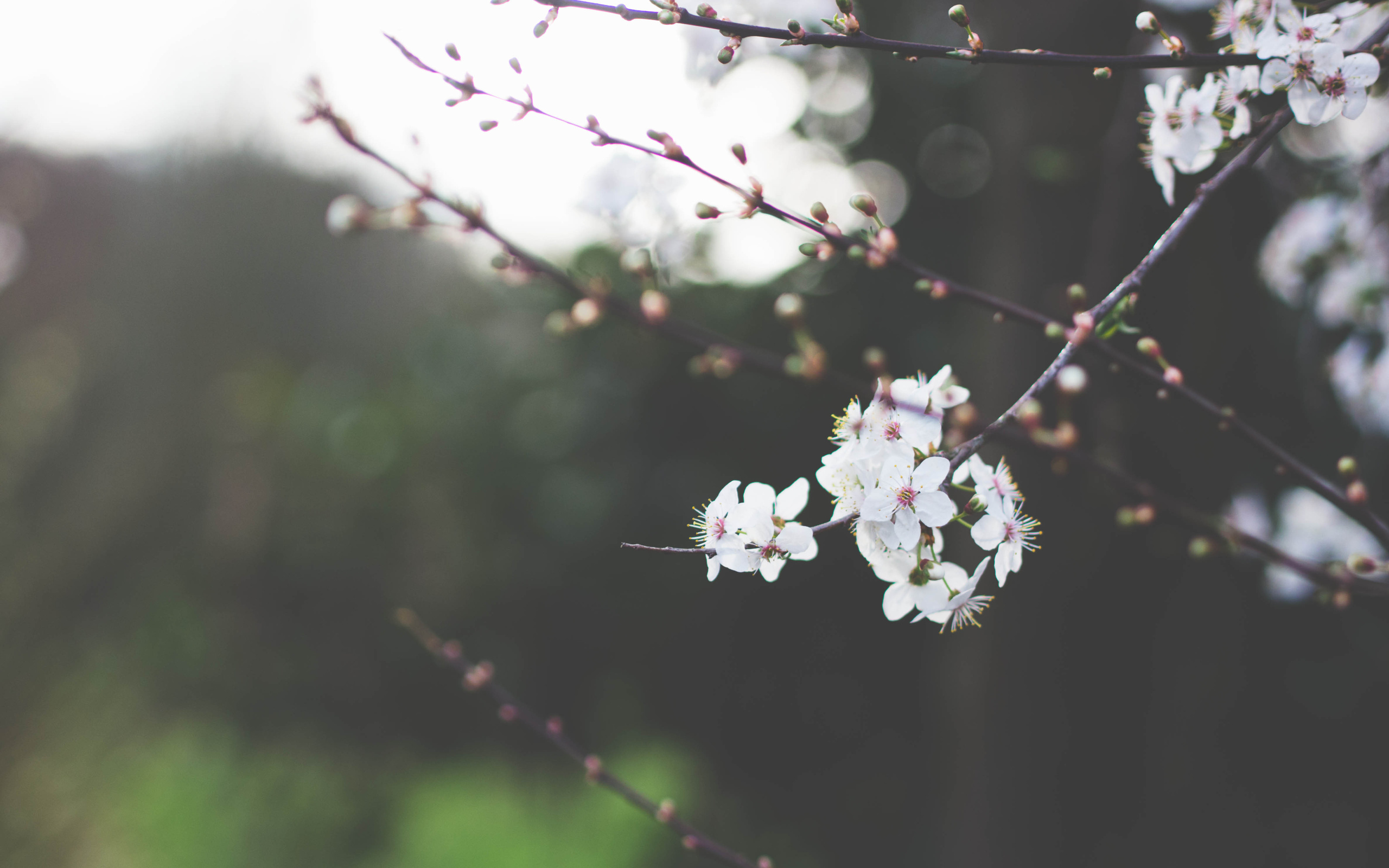 Descarga gratuita de fondo de pantalla para móvil de Florecer, Flores, Tierra/naturaleza.