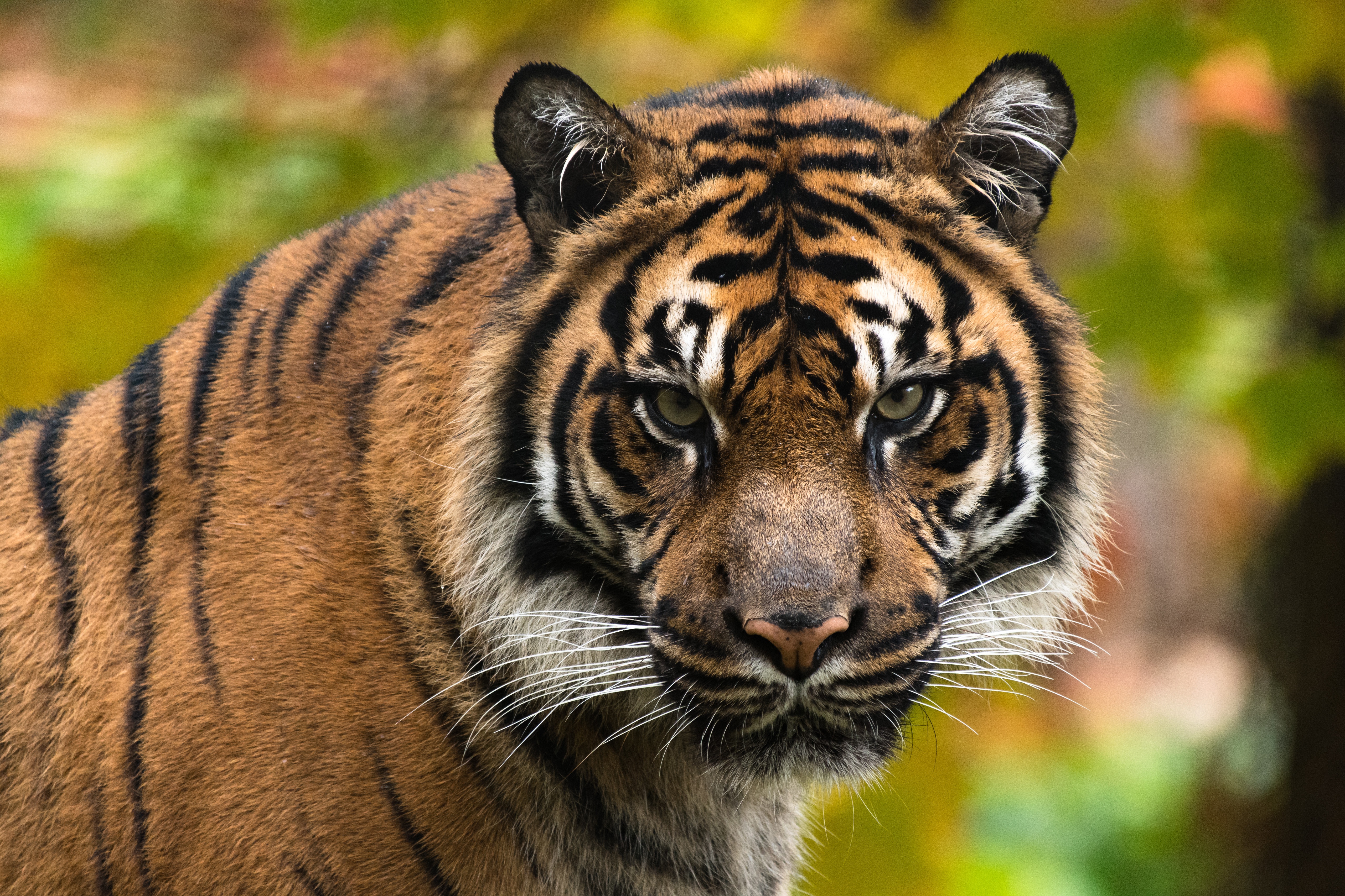 Téléchargez des papiers peints mobile Animaux, Chats, Tigre gratuitement.