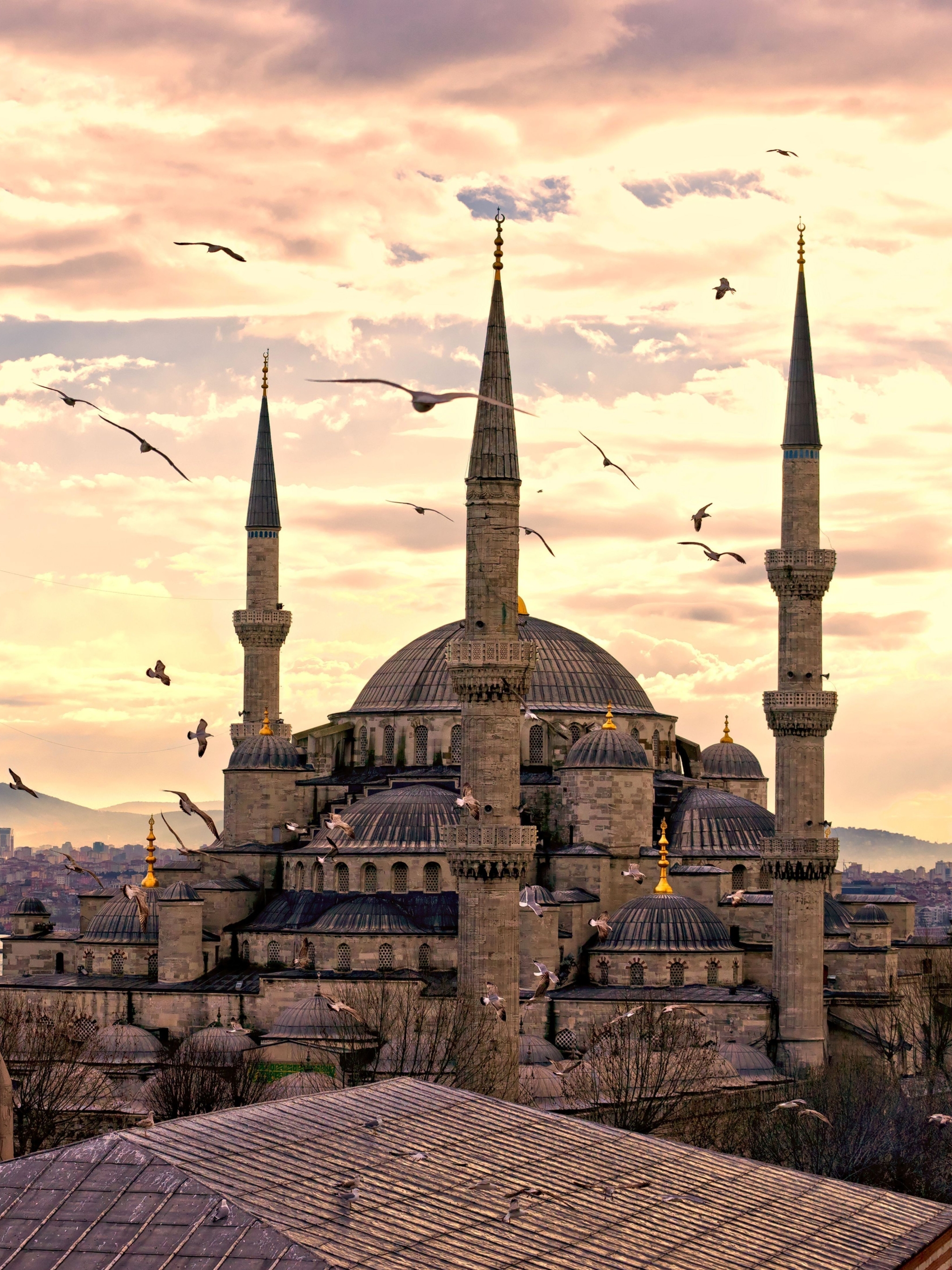 Download mobile wallpaper Seagull, Turkey, Istanbul, Religious, Sultan Ahmed Mosque, Mosques for free.