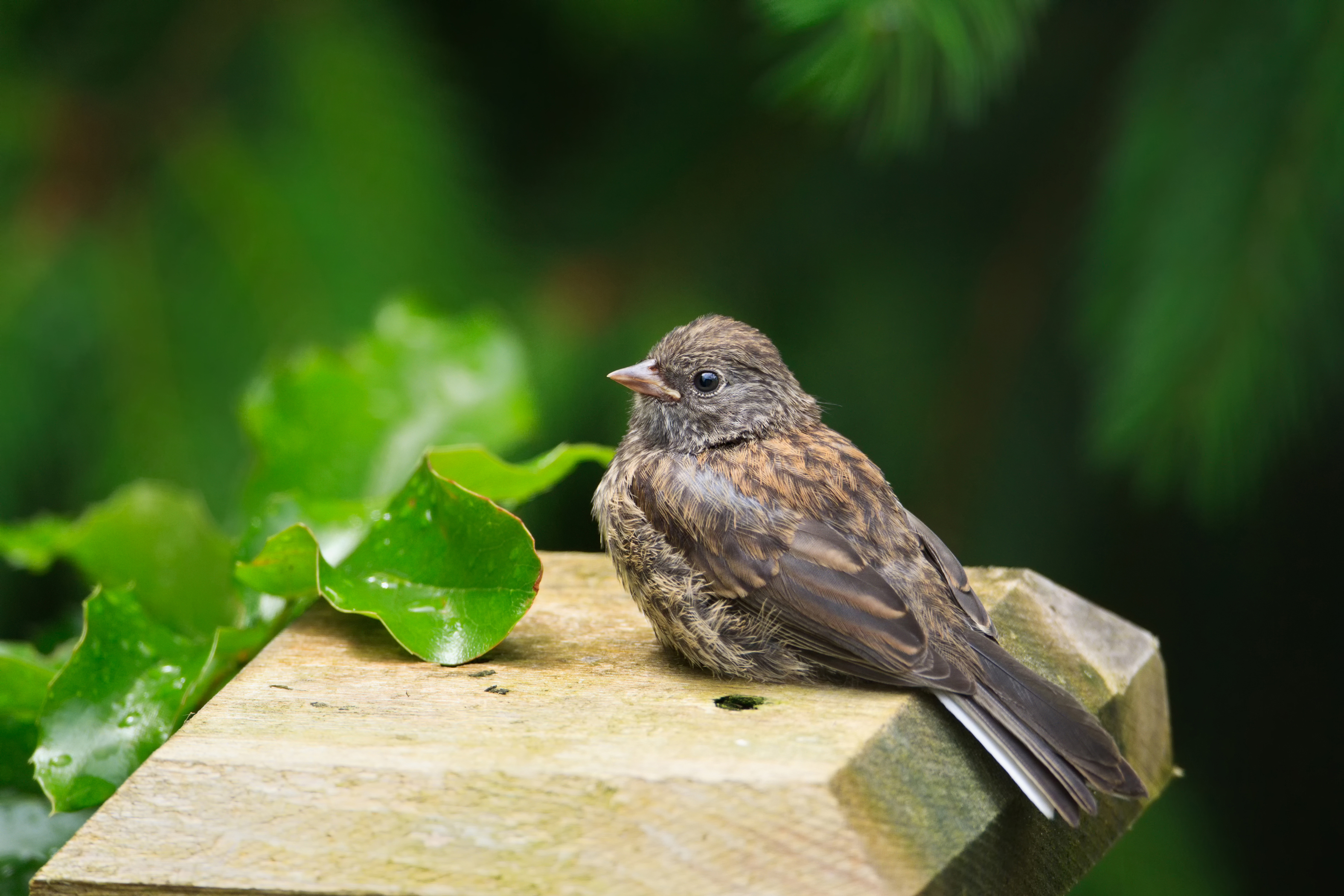 Baixar papel de parede para celular de Pássaro, Aves, Animais gratuito.