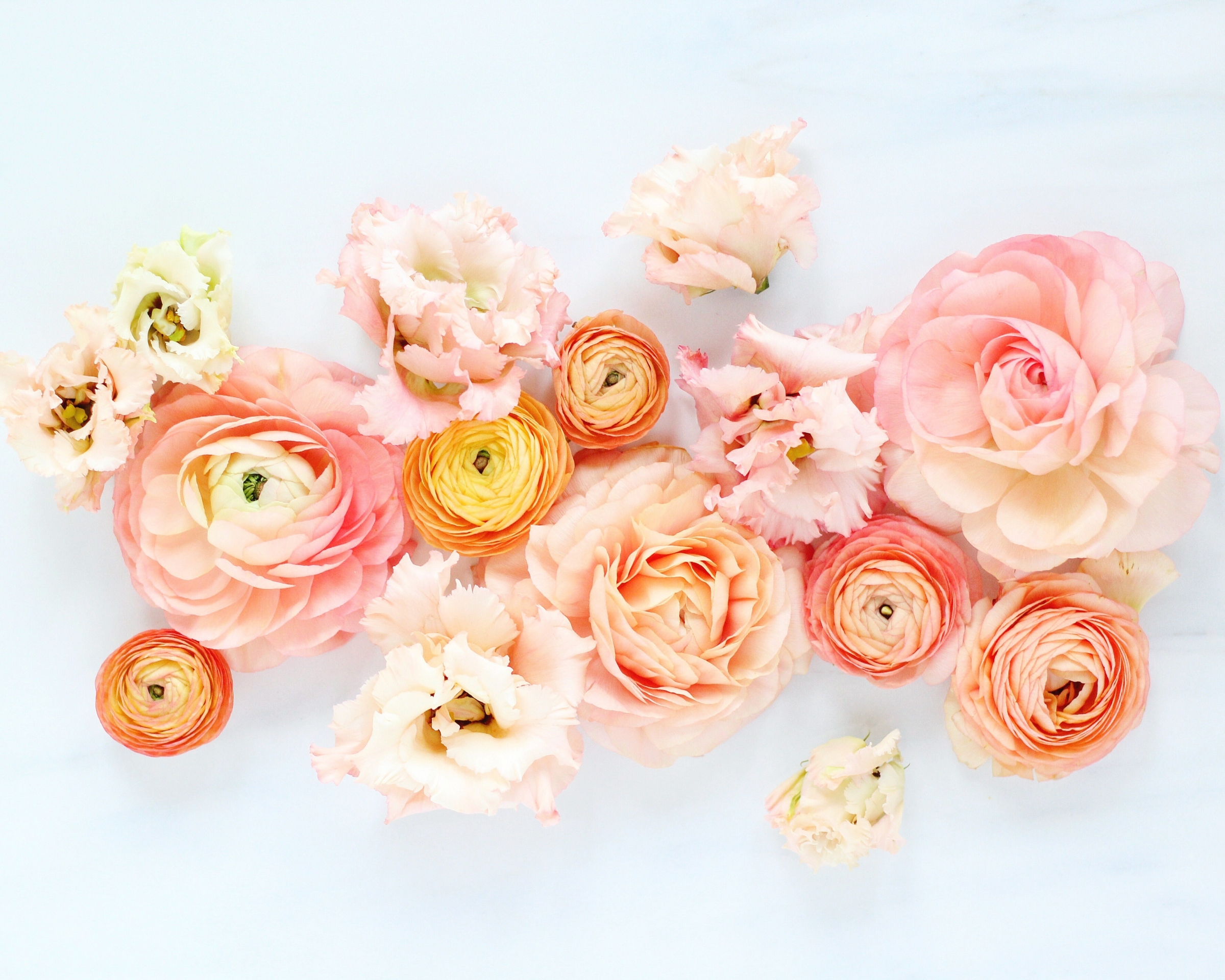 Download mobile wallpaper Flowers, Flower, Earth, Peony, Pink Flower, Peach Flower, Ranuncula for free.