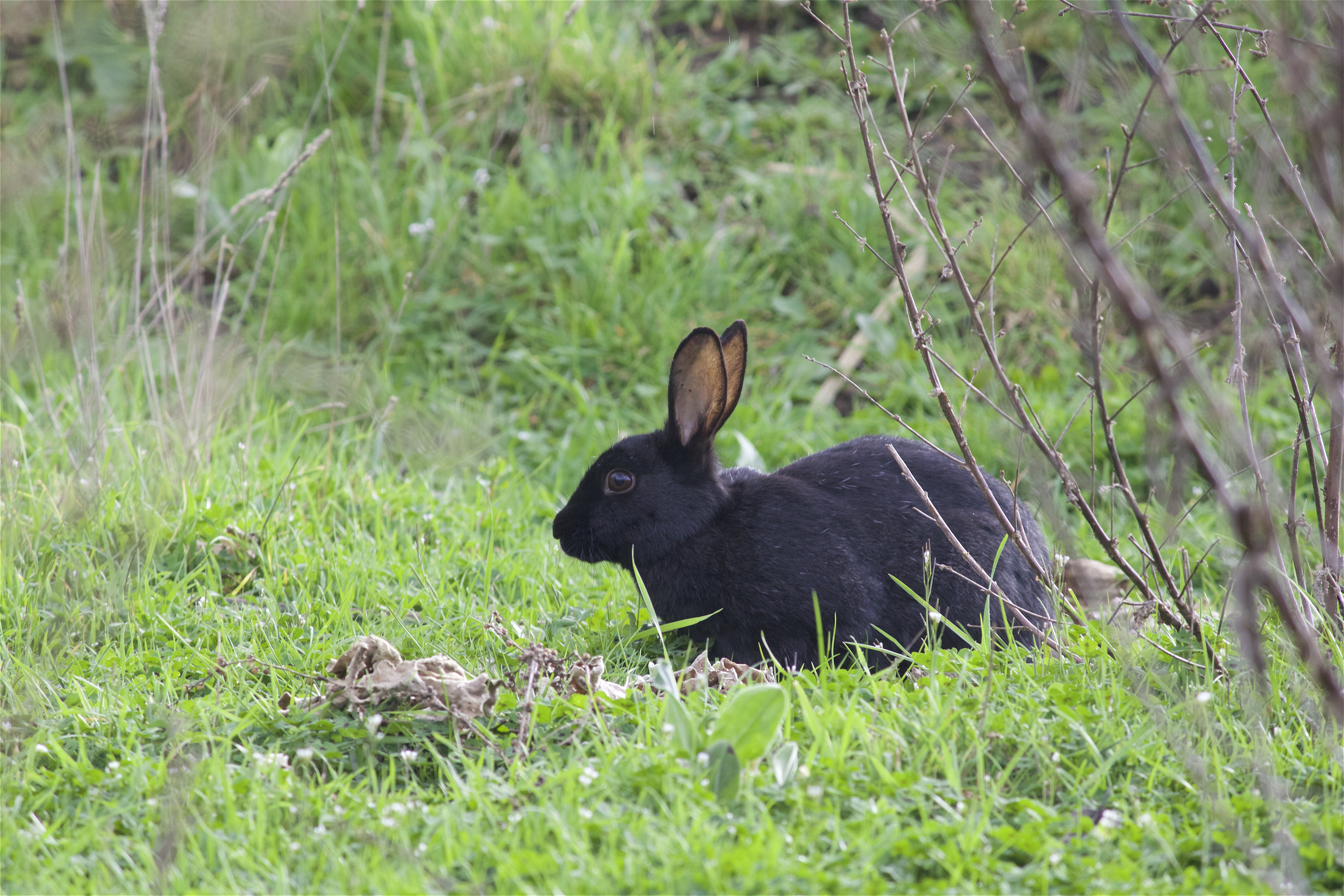 Laden Sie das Grass, Wilder Hase, Wild Rabbit, Tiere, Kaninchen-Bild kostenlos auf Ihren PC-Desktop herunter