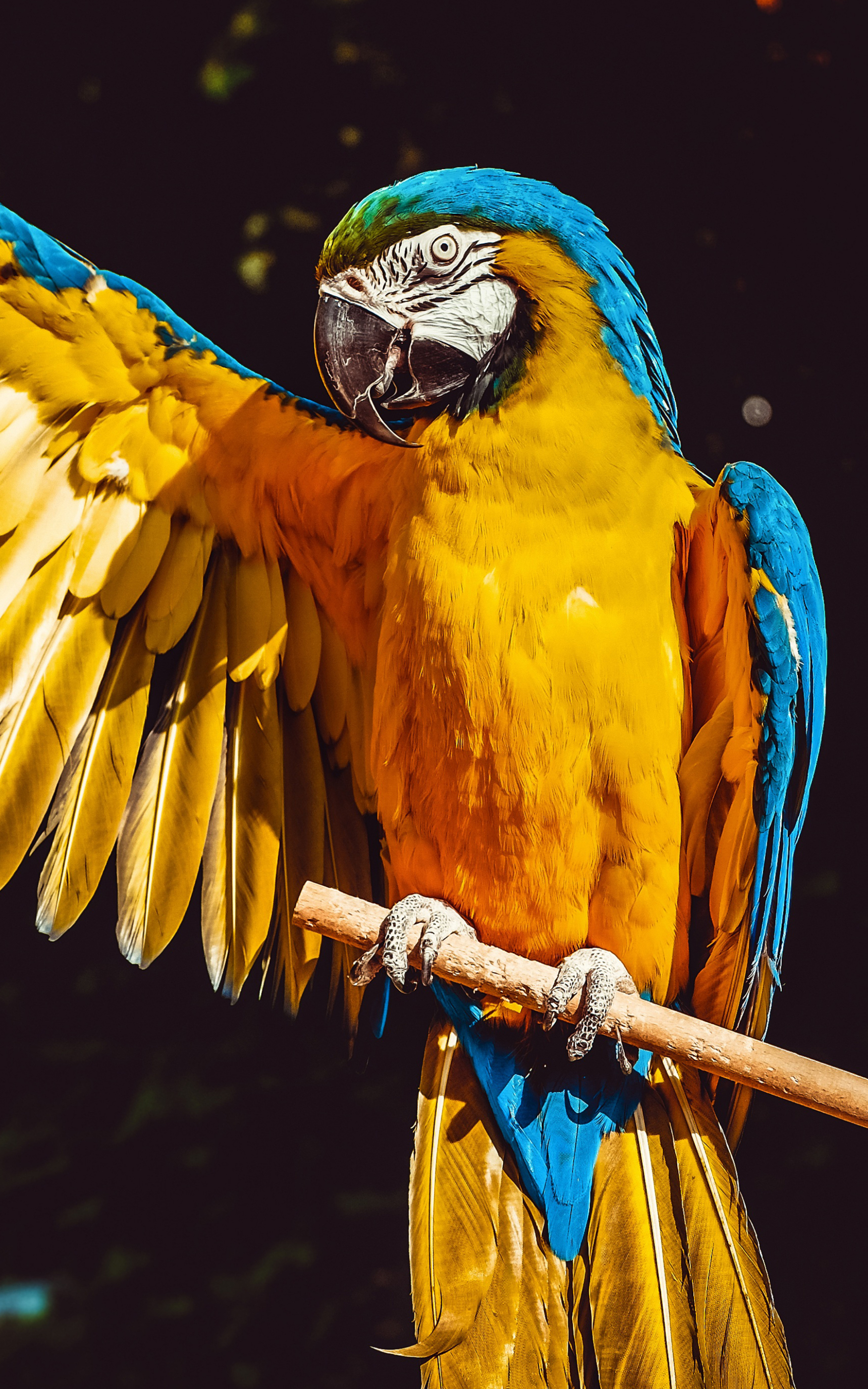 Laden Sie das Tiere, Vögel, Ara, Papagei, Gelbbrustara-Bild kostenlos auf Ihren PC-Desktop herunter