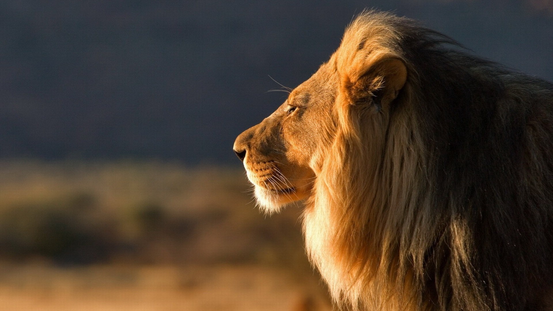 Download mobile wallpaper Lion, Animal for free.