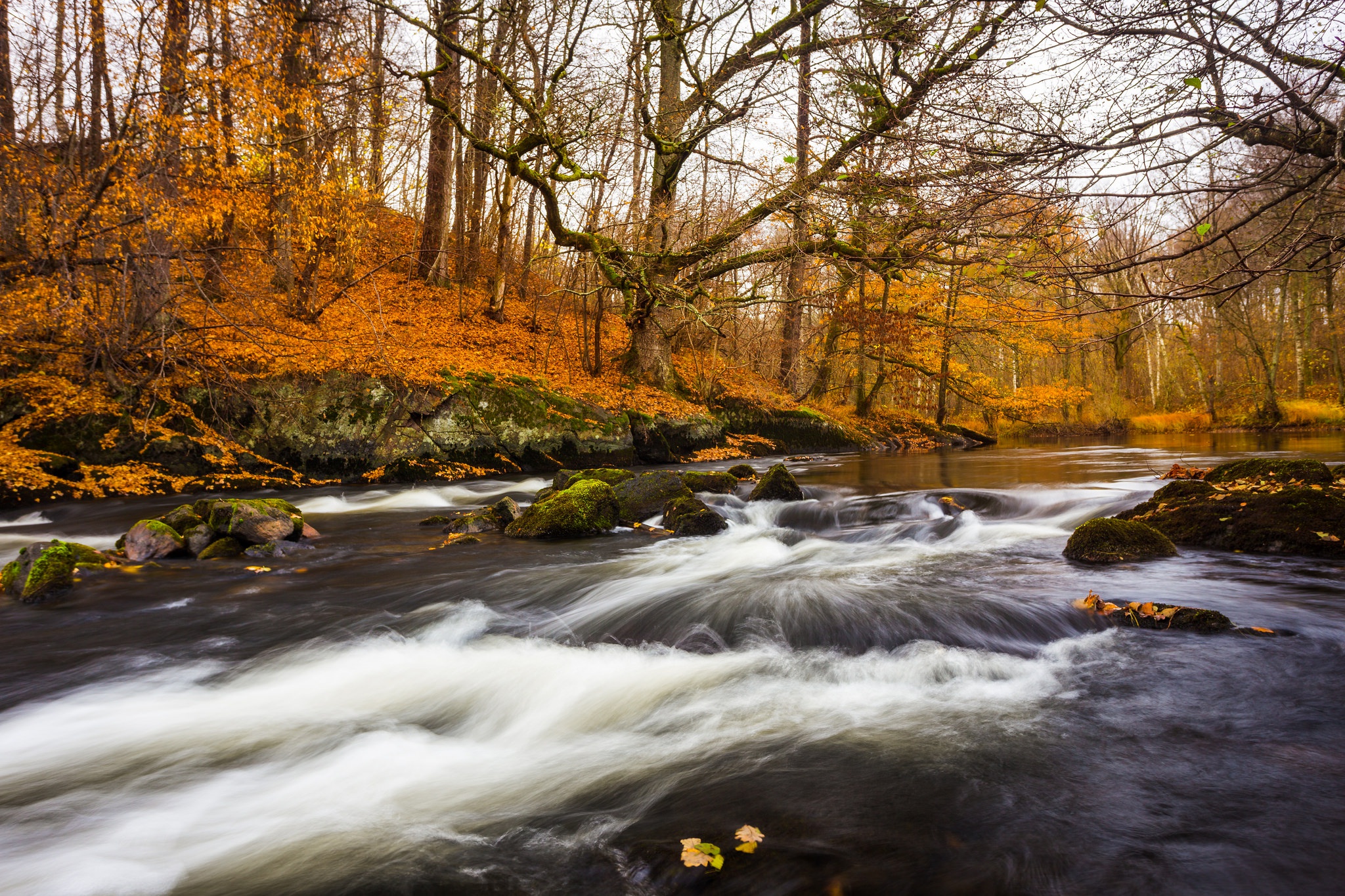 Téléchargez gratuitement l'image Automne, Forêt, Arbre, La Nature, Terre/nature, Rivière sur le bureau de votre PC