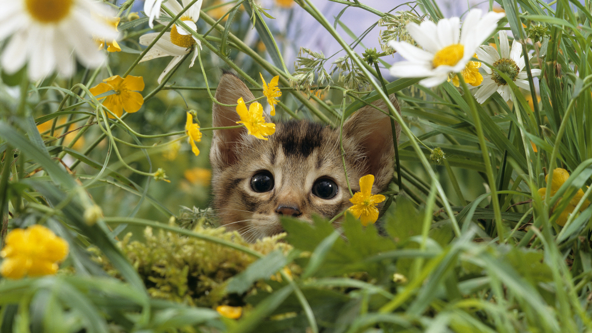 Handy-Wallpaper Tiere, Katzen, Katze kostenlos herunterladen.