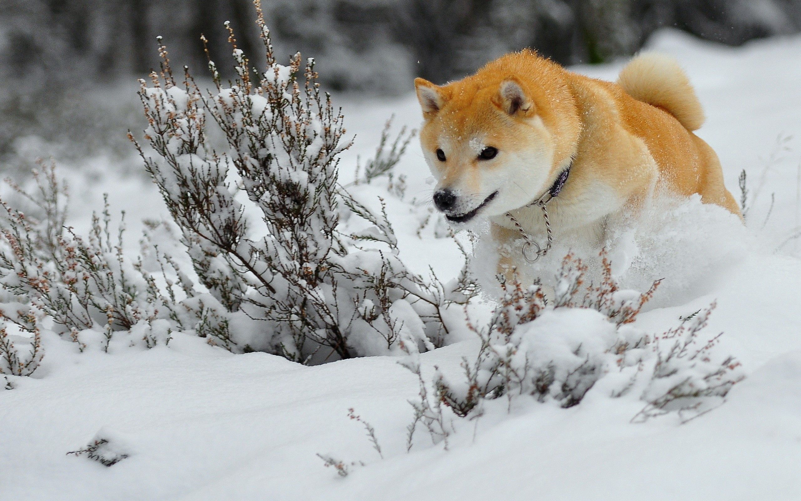 Descarga gratis la imagen Animales, Nieve, Perro, Saltar, Rebotar, Huir, Correr, Cachorro en el escritorio de tu PC