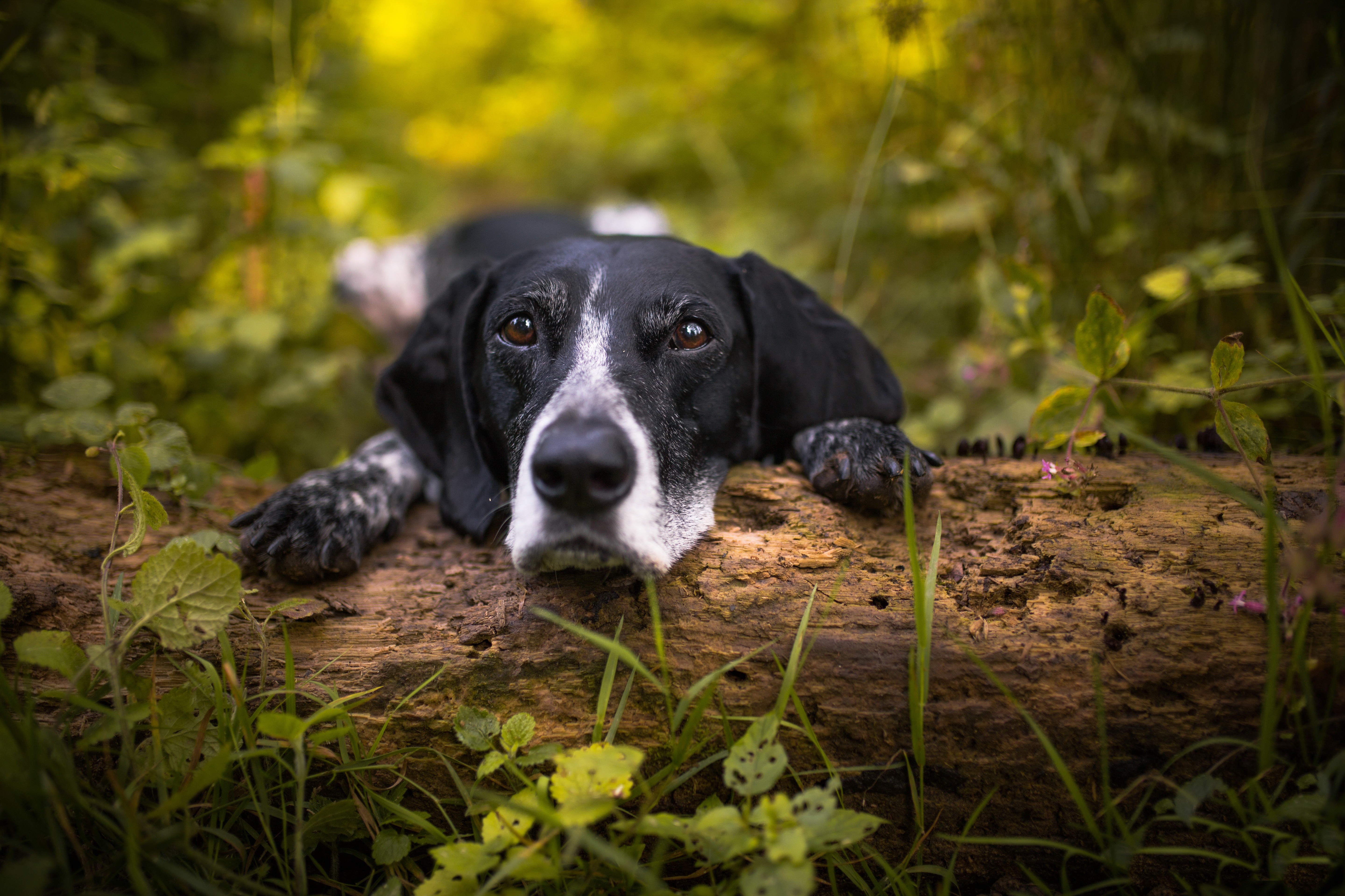 Handy-Wallpaper Tiere, Hunde, Hund kostenlos herunterladen.