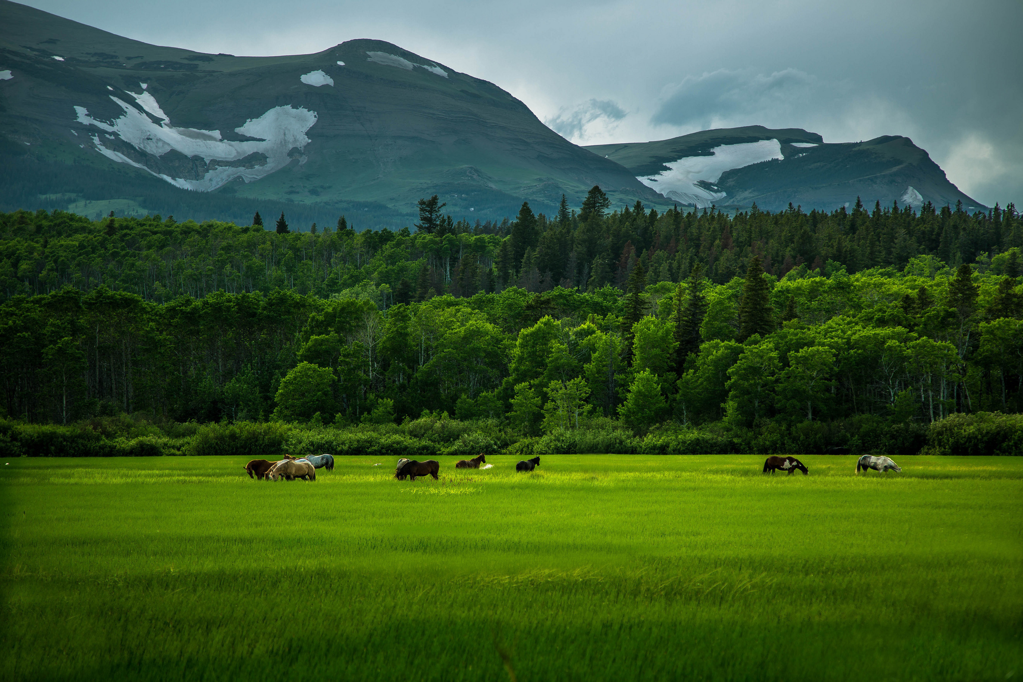 Download mobile wallpaper Landscape, Grass, Mountain, Forest, Field, Animal, Hill, Horse for free.