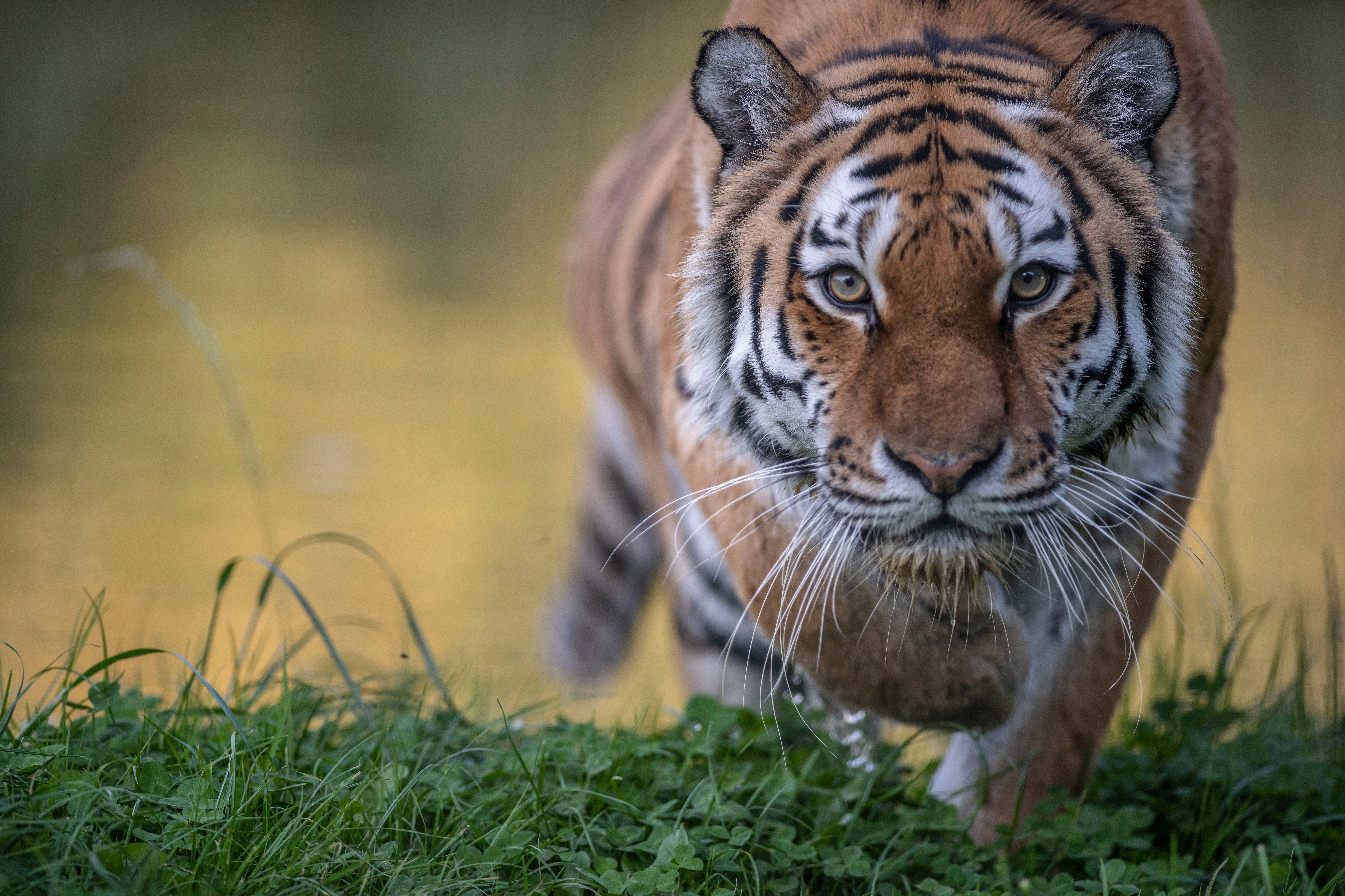 Handy-Wallpaper Tiere, Katzen, Tiger, Starren kostenlos herunterladen.