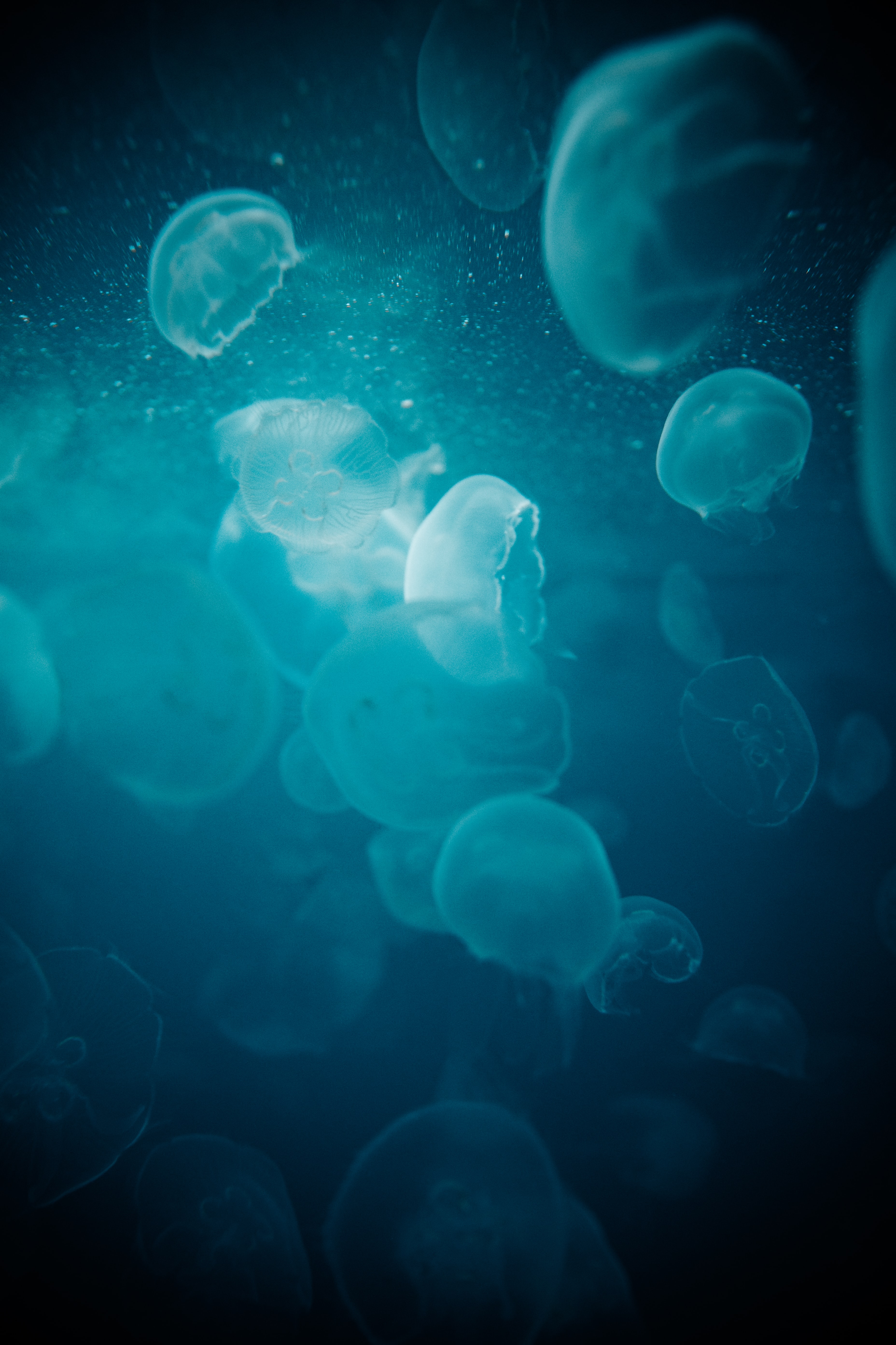 Handy-Wallpaper Tiere, Wasser, Glow, Jellyfish, Makro, Glühen, Unter Dem Wasser, Unterwasser kostenlos herunterladen.