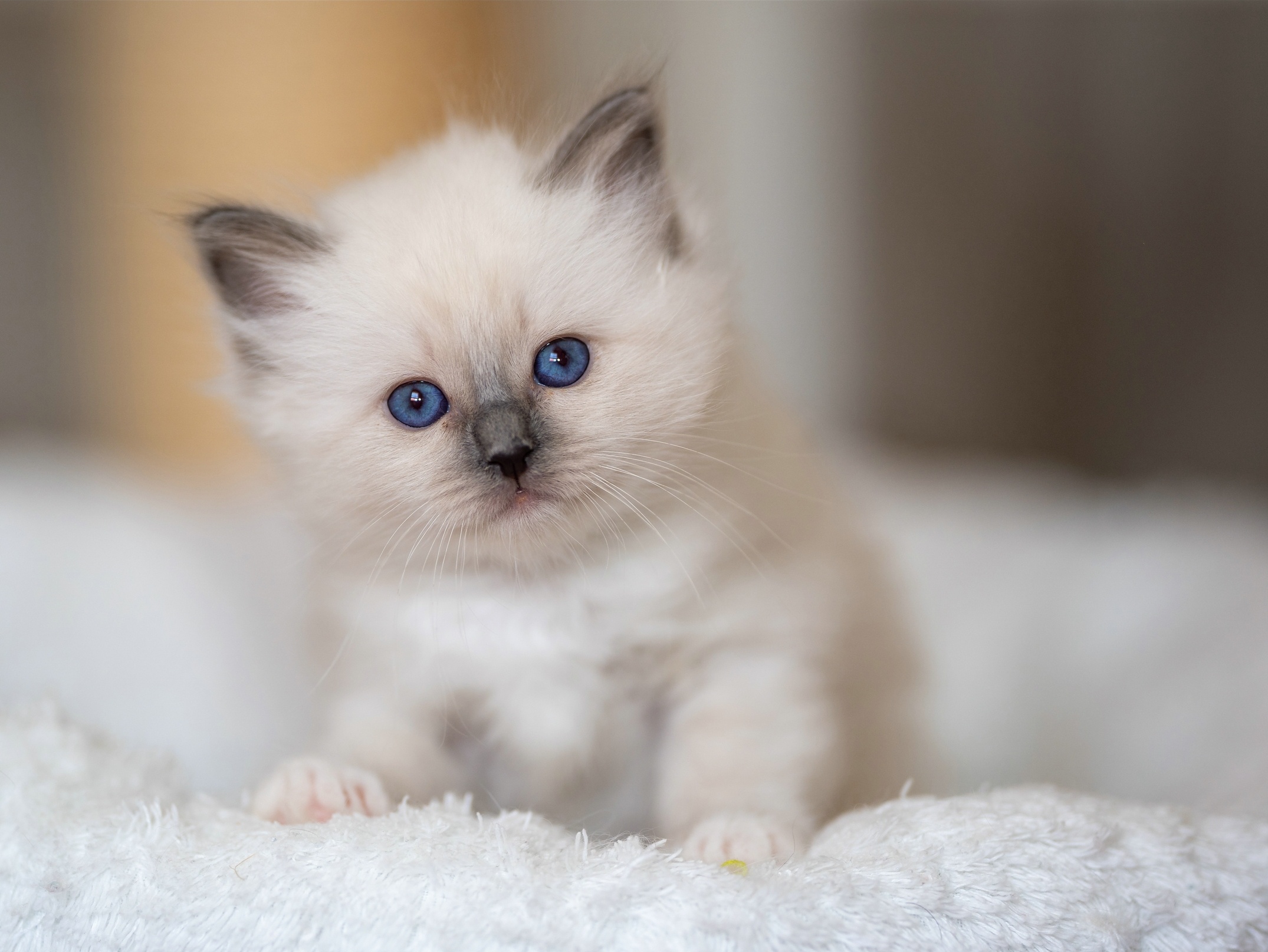 Download mobile wallpaper Cats, Cat, Kitten, Animal, Blue Eyes, Baby Animal for free.