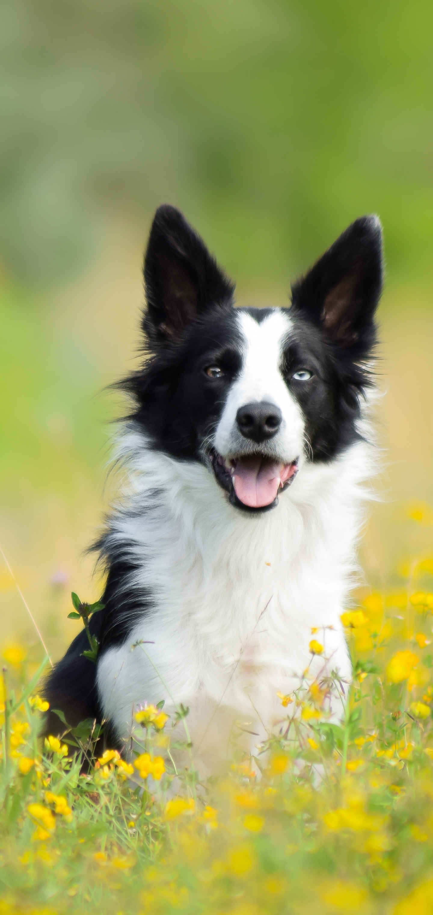 Laden Sie das Tiere, Hunde, Sommer, Hund, Border Collie, Gelbe Blume-Bild kostenlos auf Ihren PC-Desktop herunter
