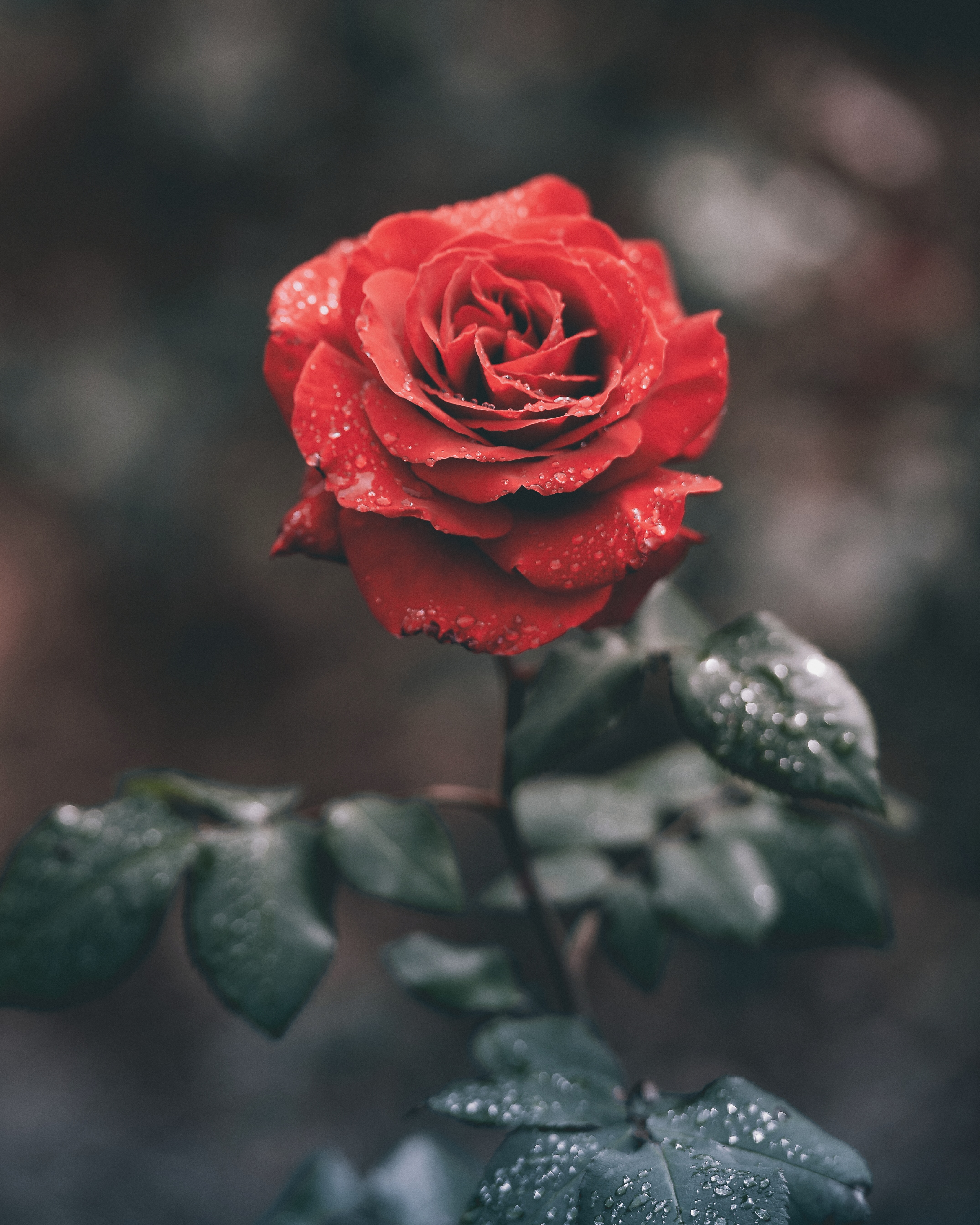 flower, rose, flowers, red, rose flower, wet, dew Phone Background