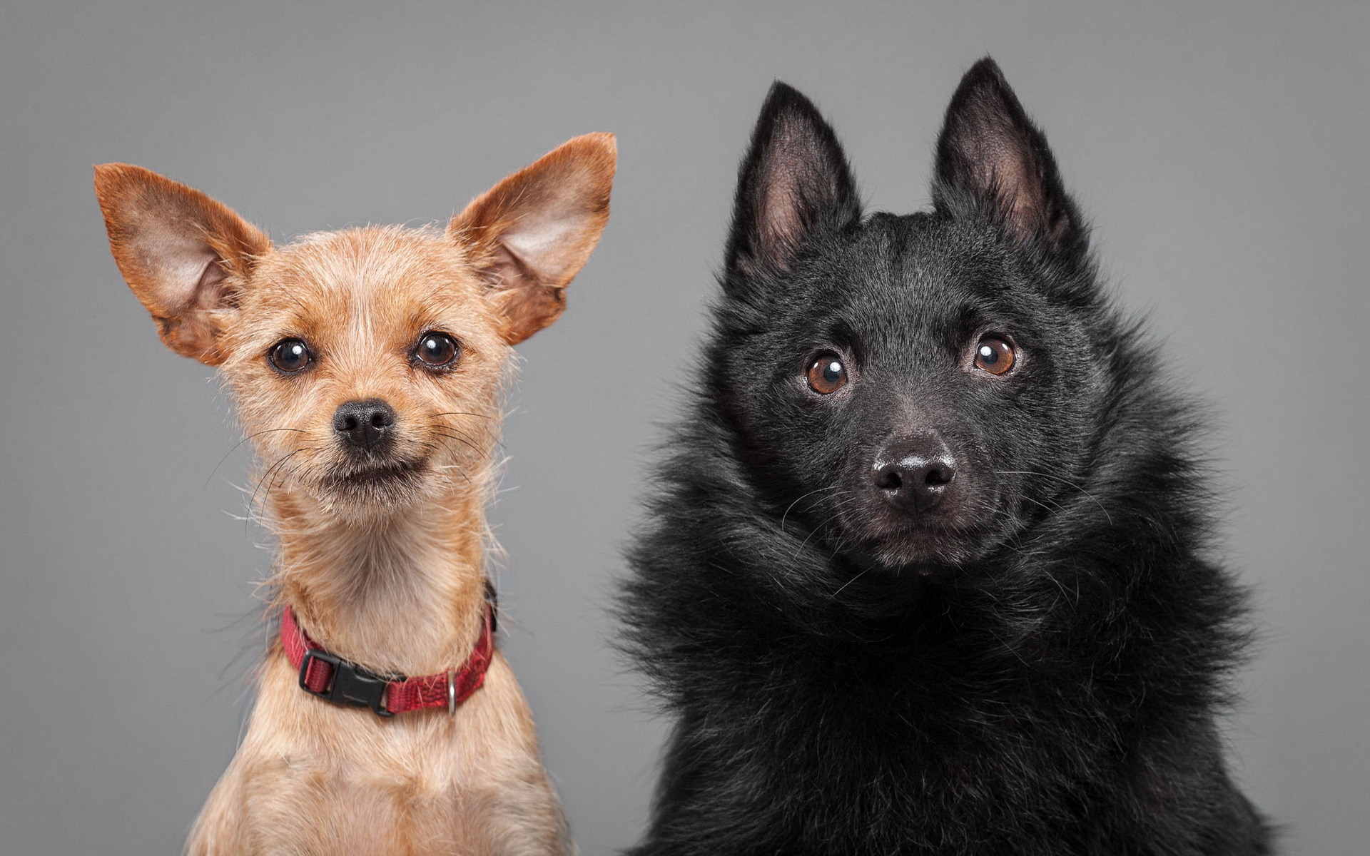 Descarga gratuita de fondo de pantalla para móvil de Perros, Perro, Animales.