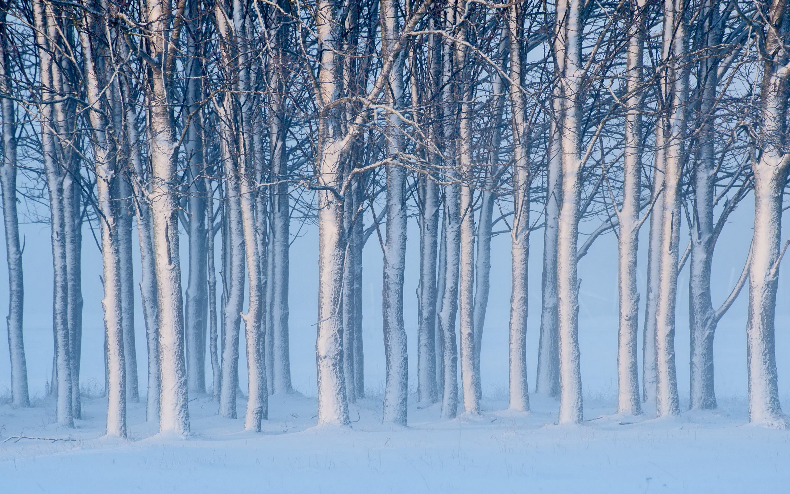 Завантажити шпалери безкоштовно Зима, Дерево, Земля картинка на робочий стіл ПК