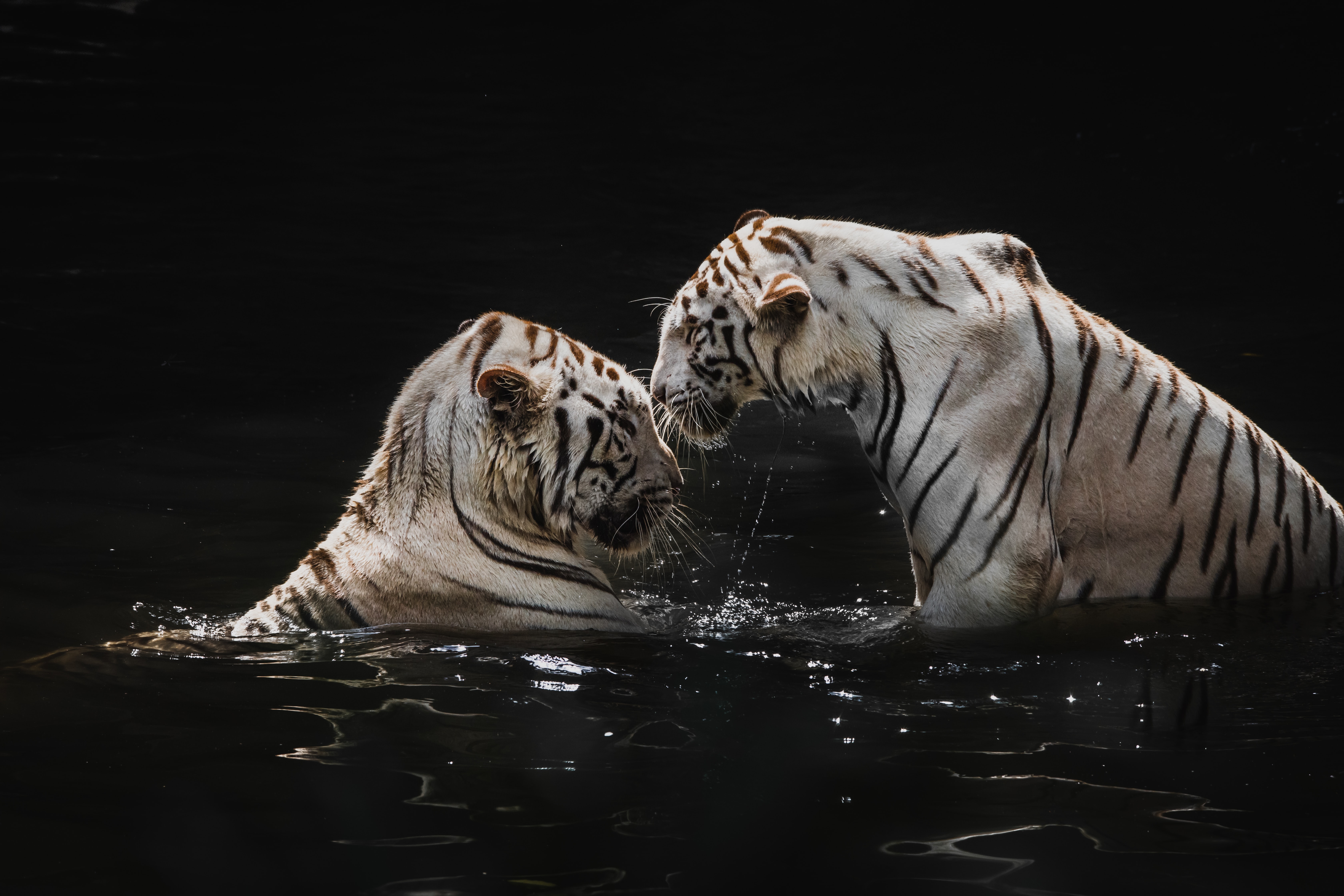 132478 скачать картинку вода, тигры, животные, большие кошки, белые тигры - обои и заставки бесплатно