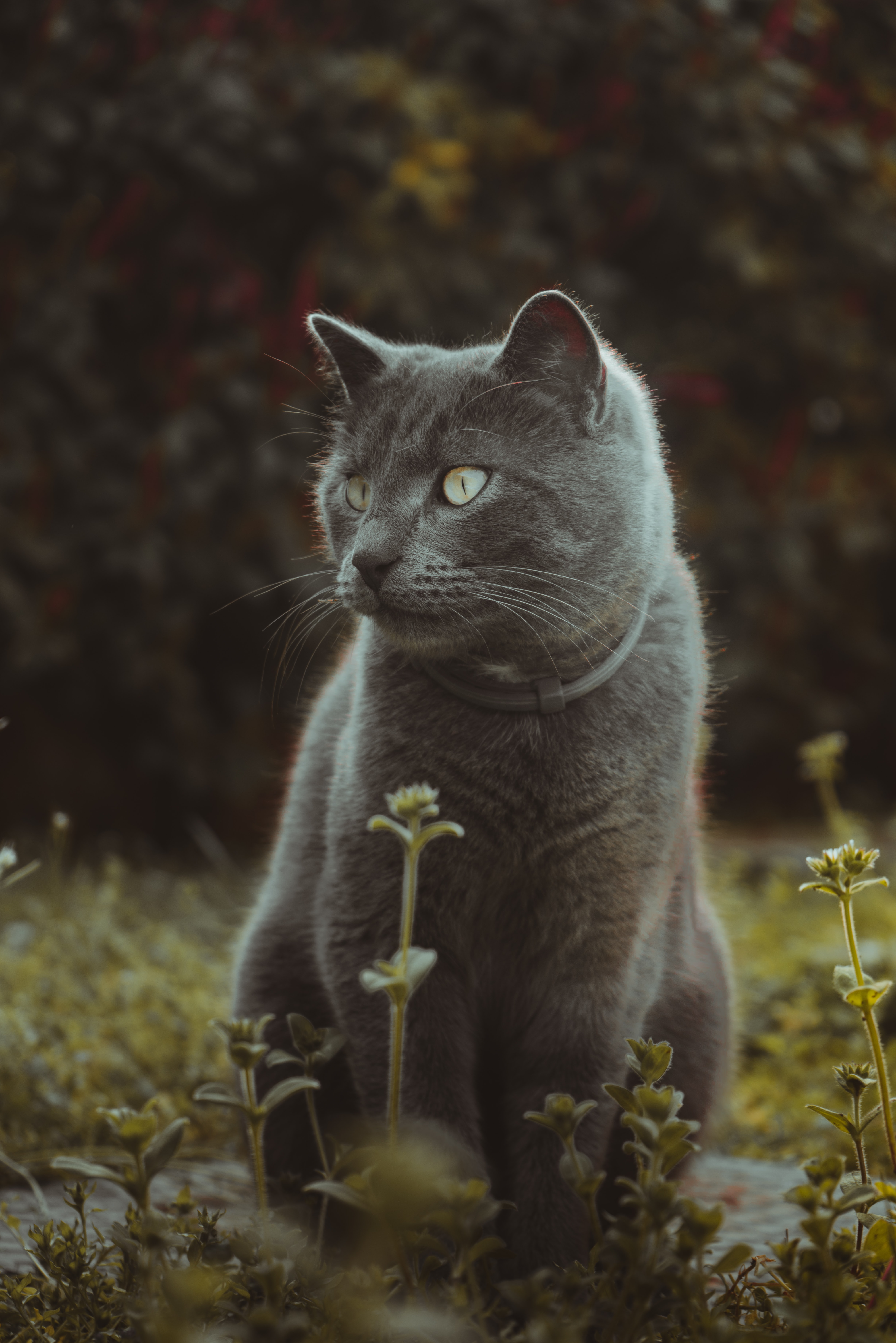 Free download wallpaper Grass, Nice, Sweetheart, Animals, Cat on your PC desktop