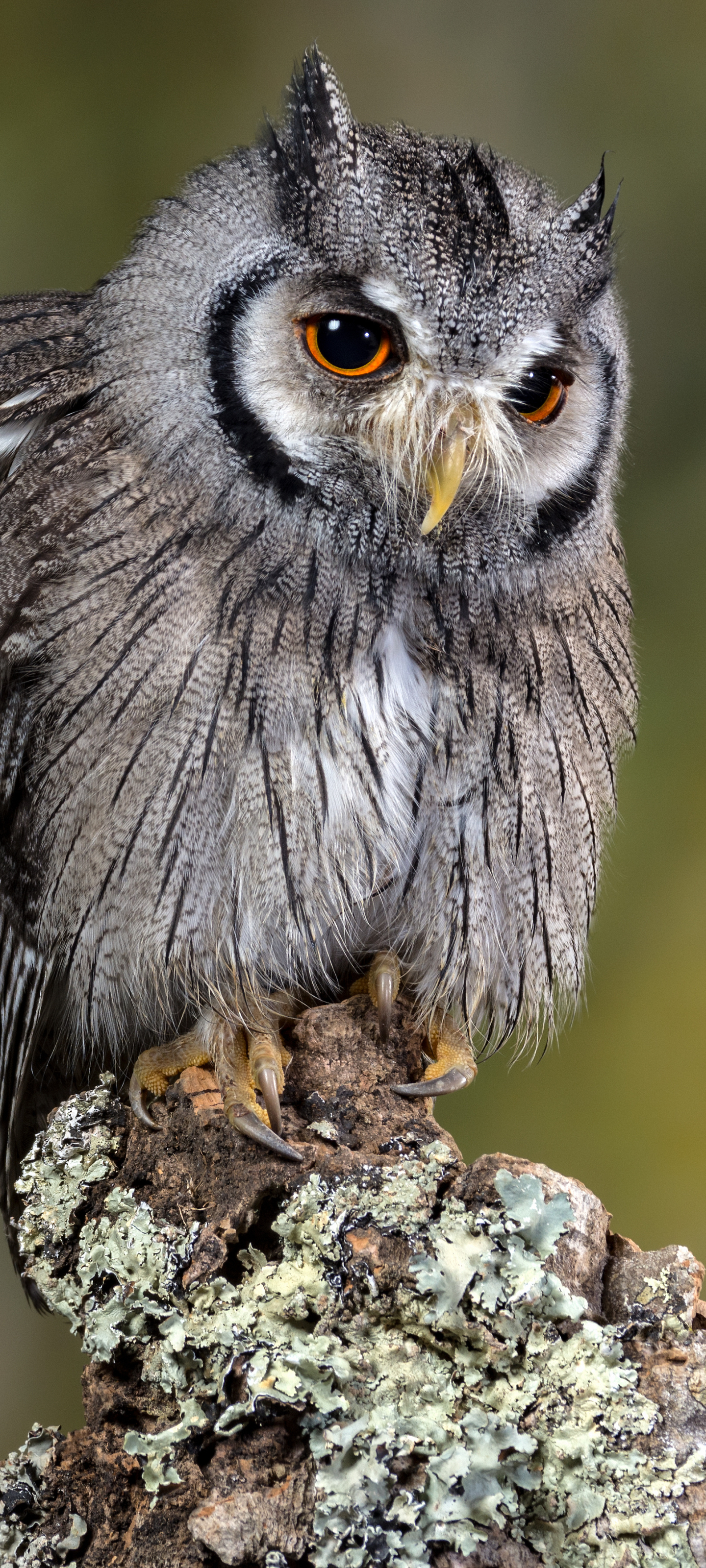 Handy-Wallpaper Tiere, Vögel, Eule, Vogel kostenlos herunterladen.