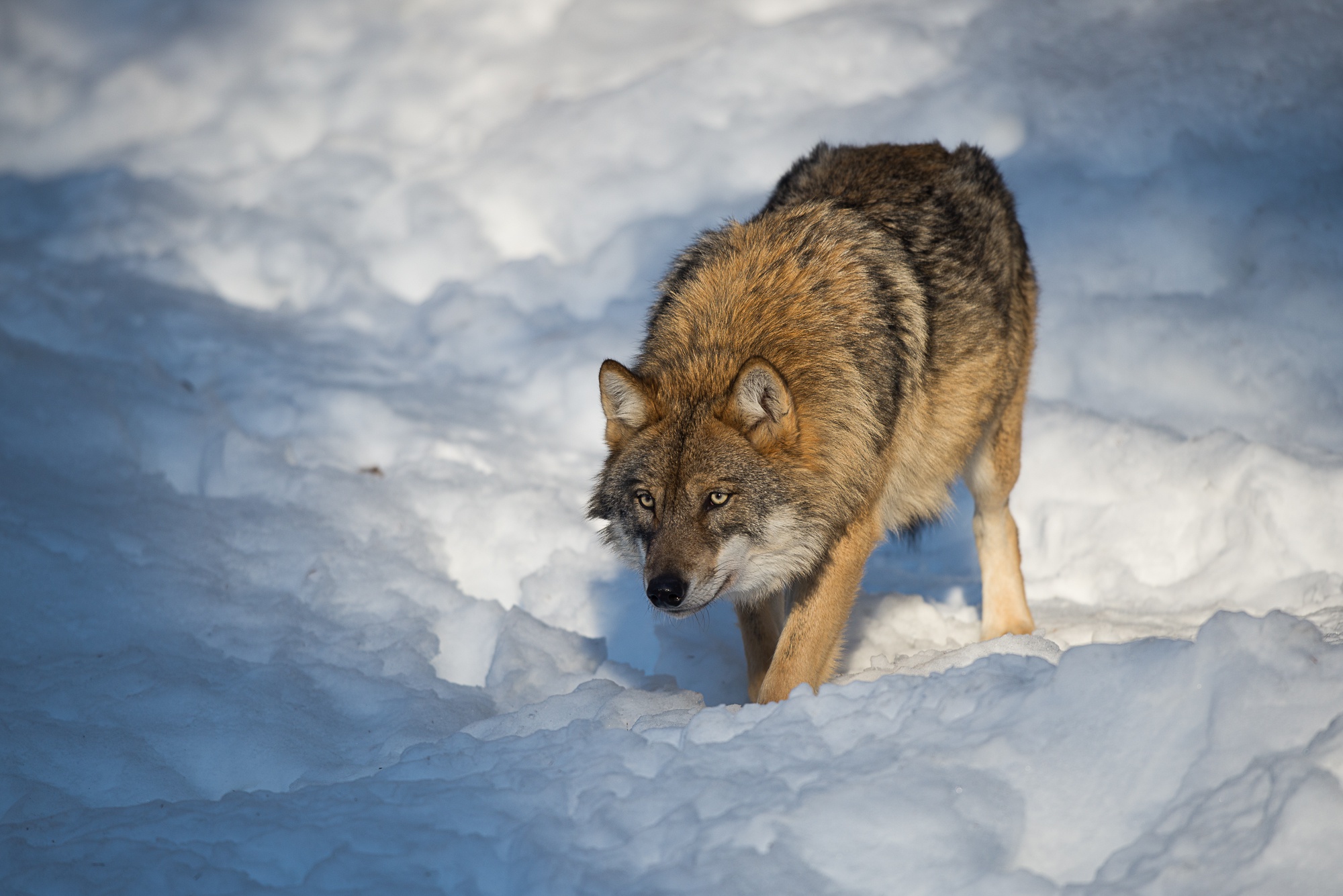 無料モバイル壁紙動物, オオカミ, 雪, 狼をダウンロードします。
