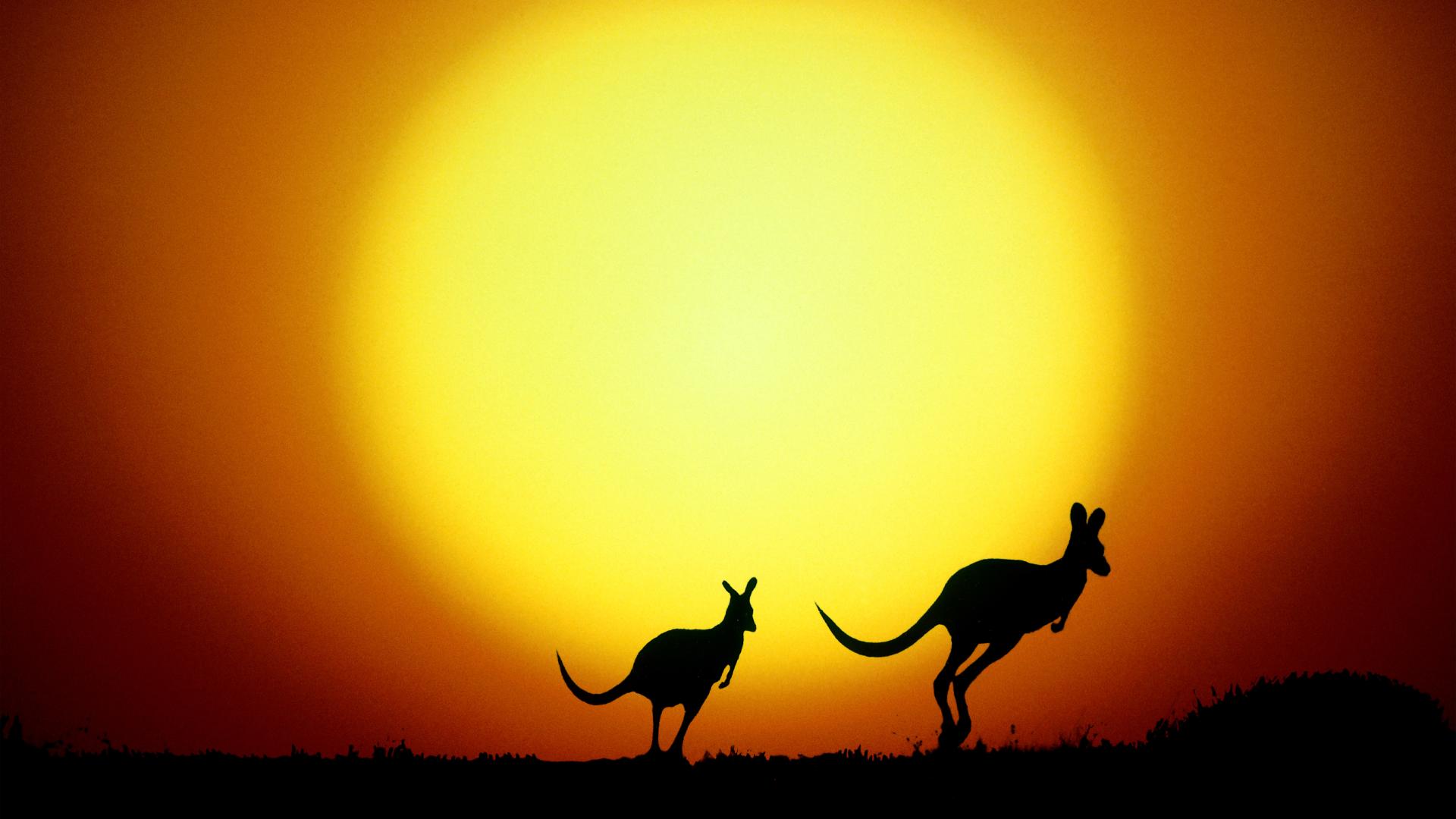 682399壁紙のダウンロード動物, カンガルー, オーストラリア, 日没, 黄色-スクリーンセーバーと写真を無料で