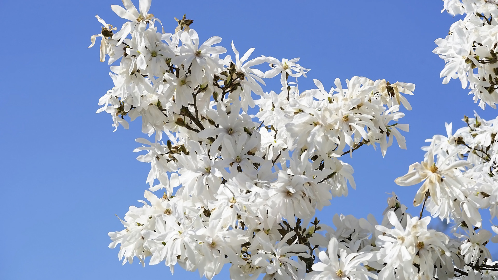 Laden Sie das Magnolie, Erde/natur-Bild kostenlos auf Ihren PC-Desktop herunter