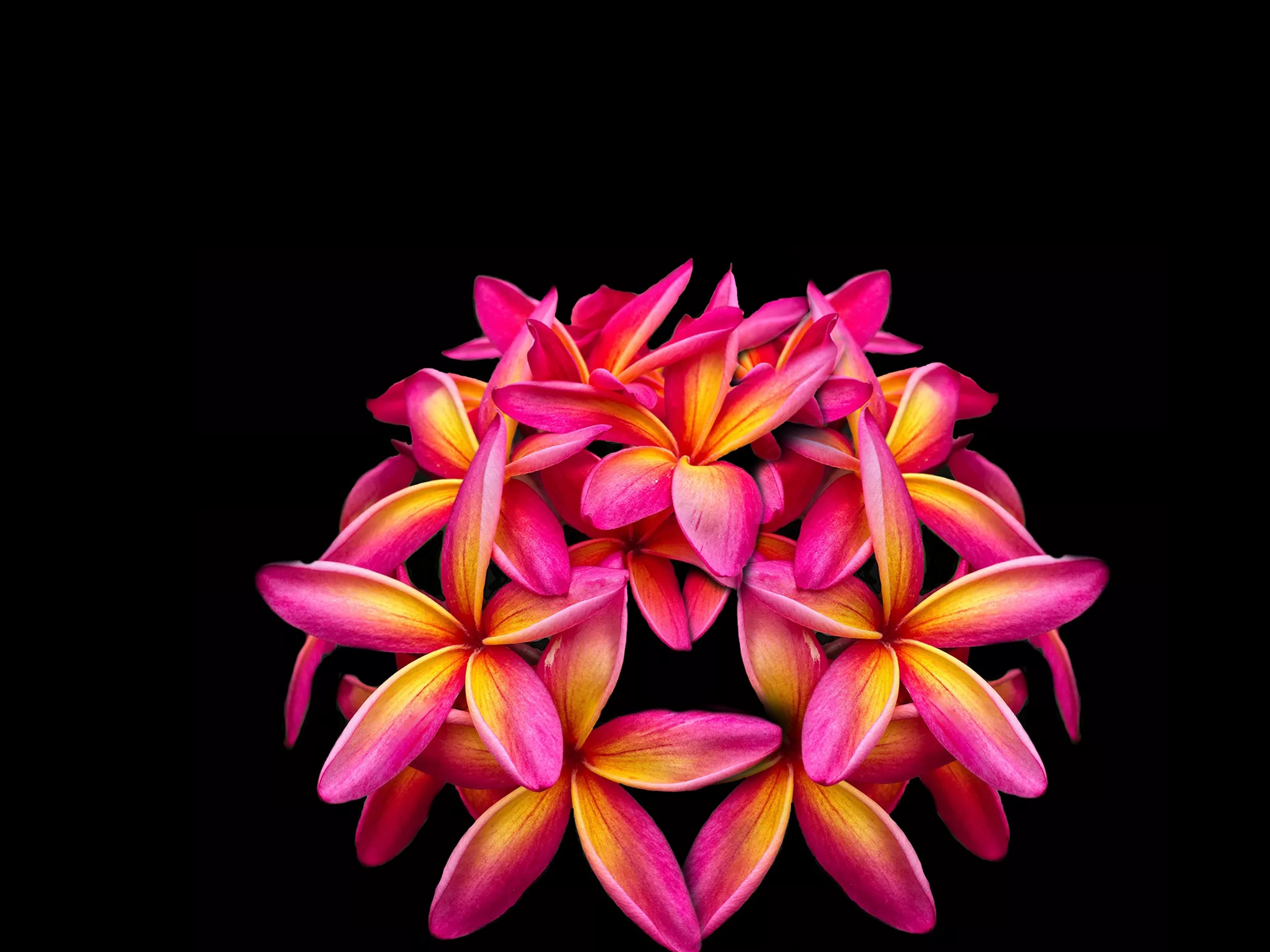 Laden Sie das Blumen, Blume, Plumeria, Frangipani, Erde/natur-Bild kostenlos auf Ihren PC-Desktop herunter